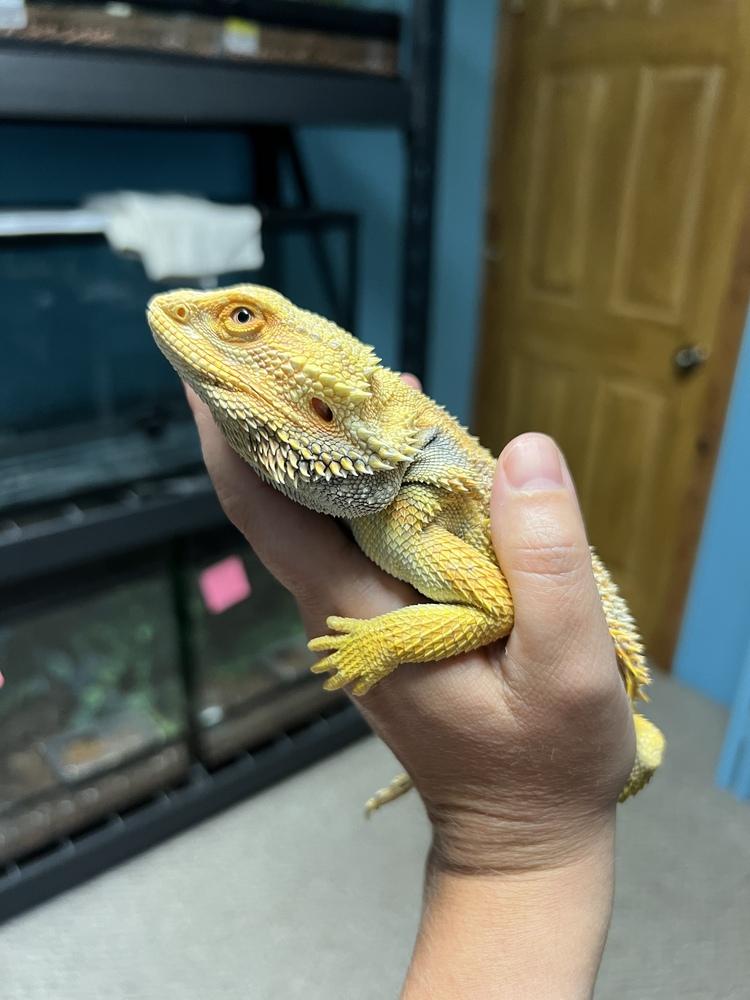 Sunny, a Adoptable mixed breed image 5/5