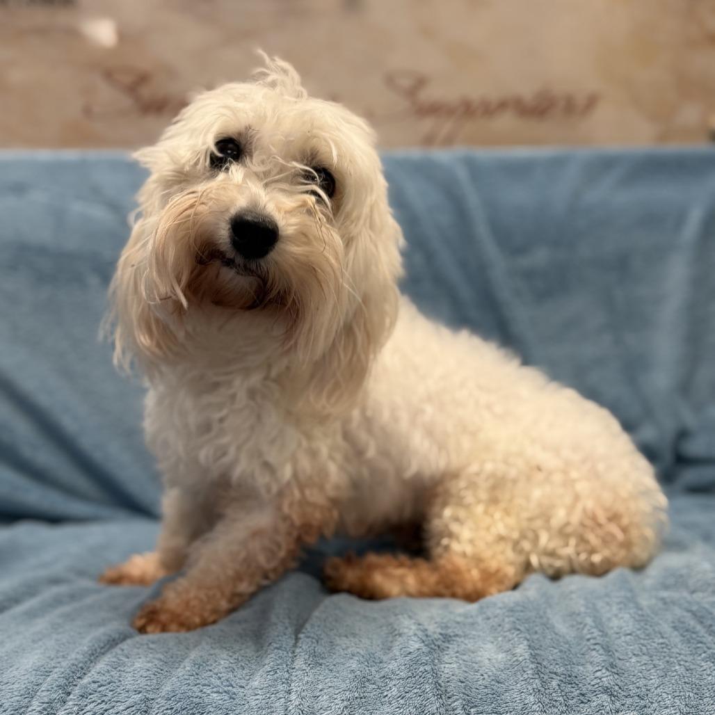 Mundie, Adoptable, Senior Female Coton de Tulear.