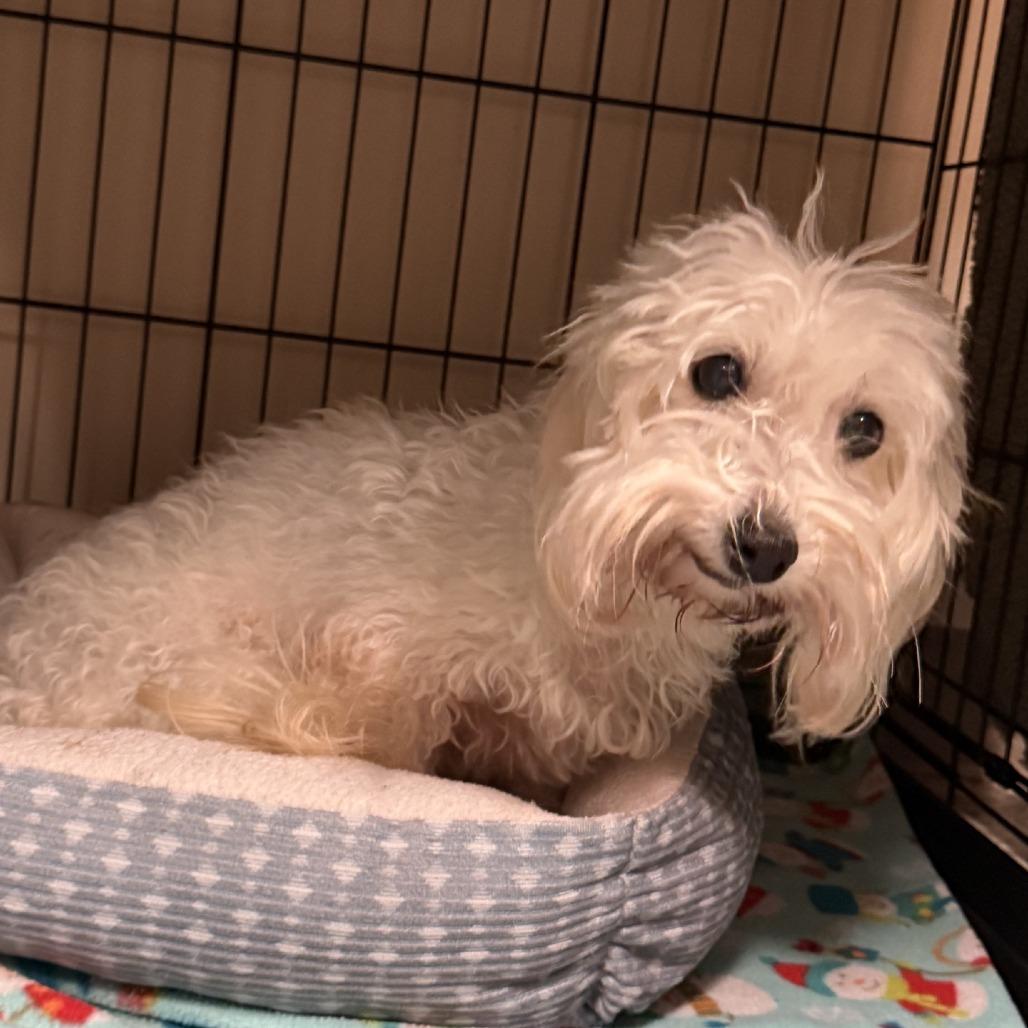 Enlarge Mundie, a Adoptable Coton de Tulear in Norfolk, NE image 2/2