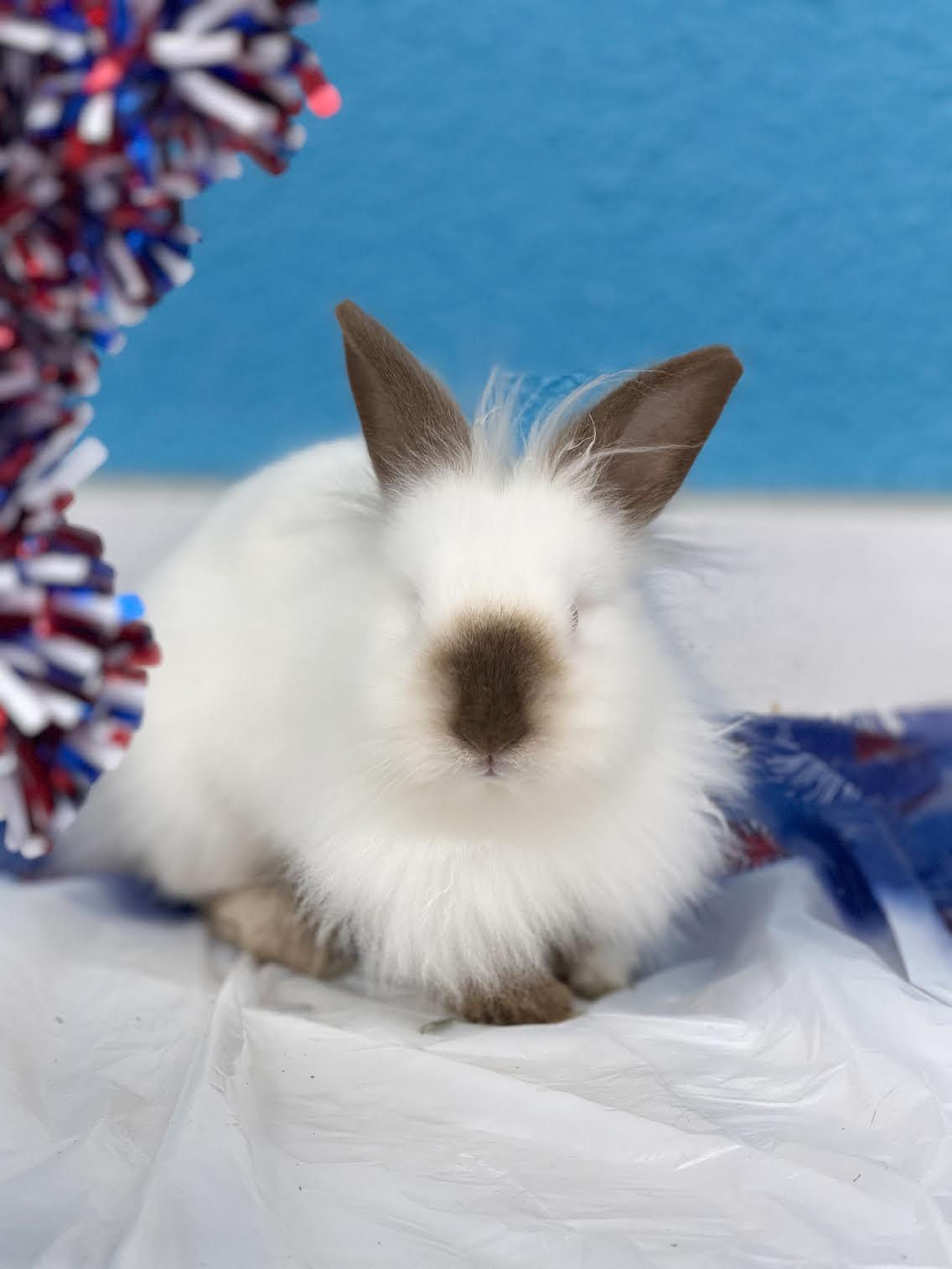 Diana, ADOPTABLE, Baby Female Dwarf & Lionhead.