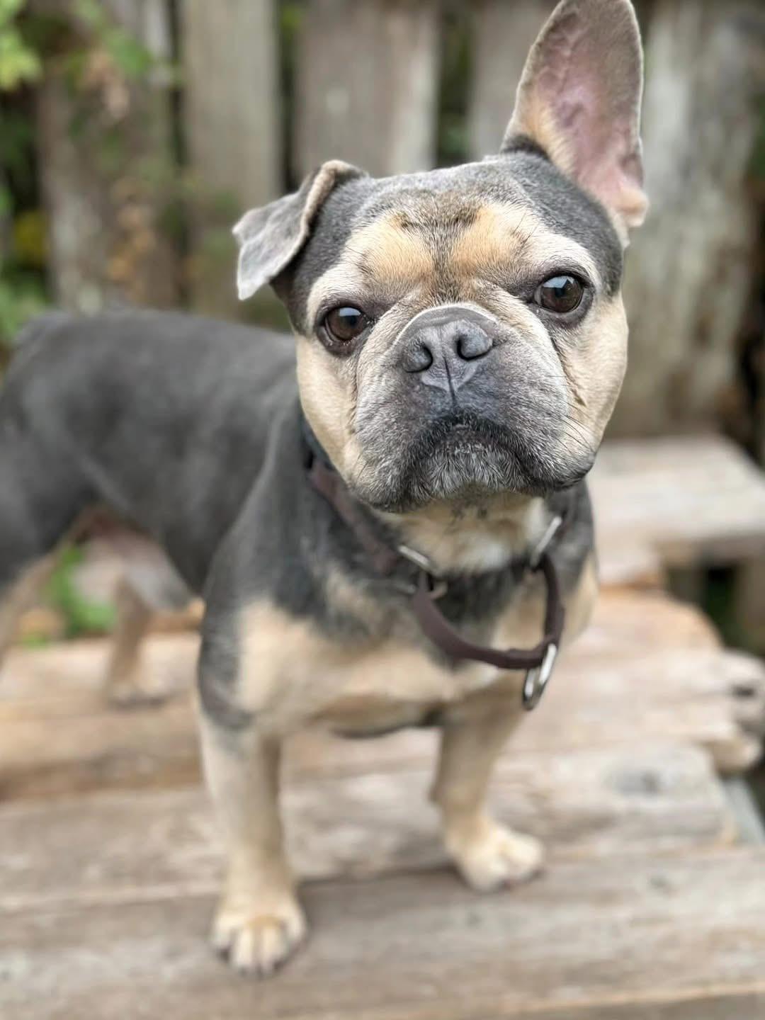 Chapo, Adoptable, Adult Male French Bulldog.