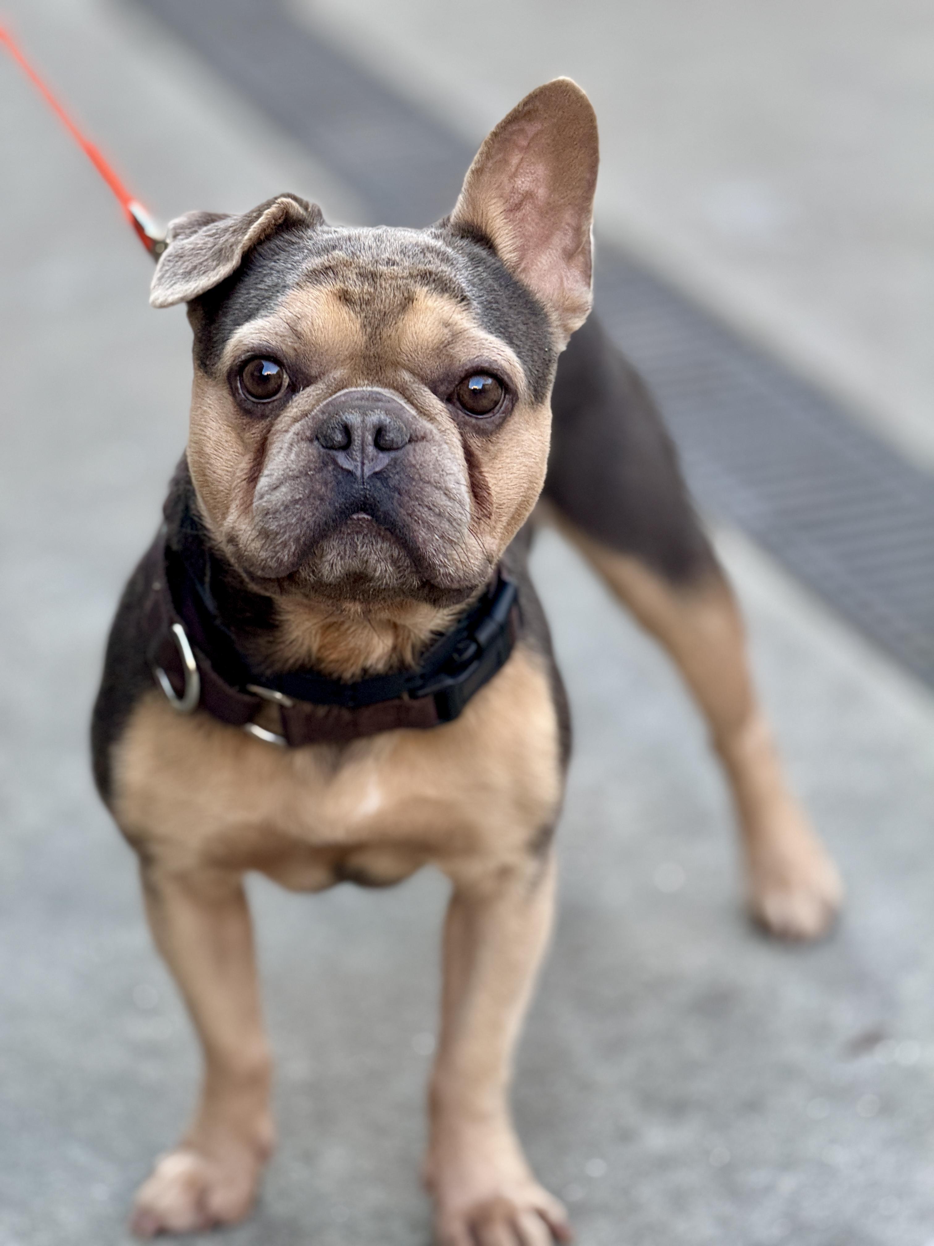 Chapo, Adoptable, Adult Male French Bulldog.