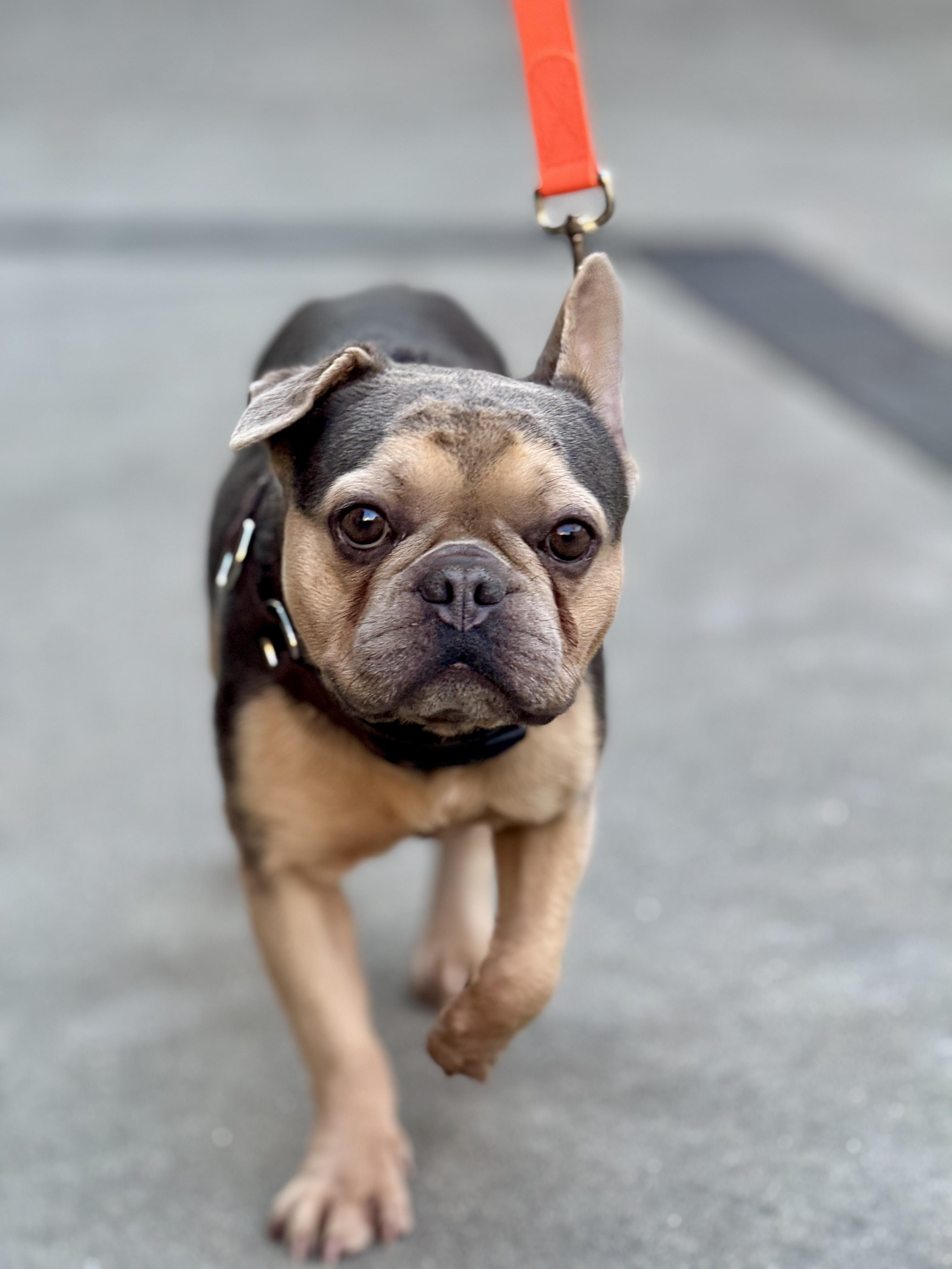 Enlarge Chapo, a Adoptable French Bulldog in San Francisco, CA image 2/2