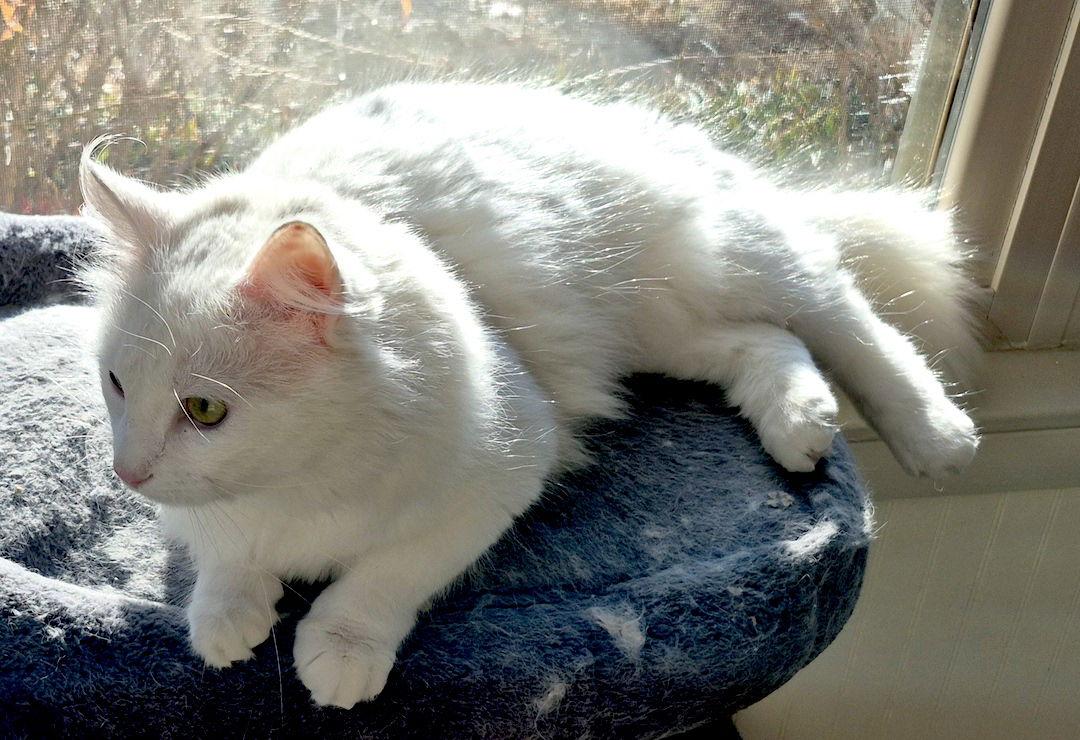 Sparky, a Adopted Domestic Medium Hair in Albemarle, NC image 1/3