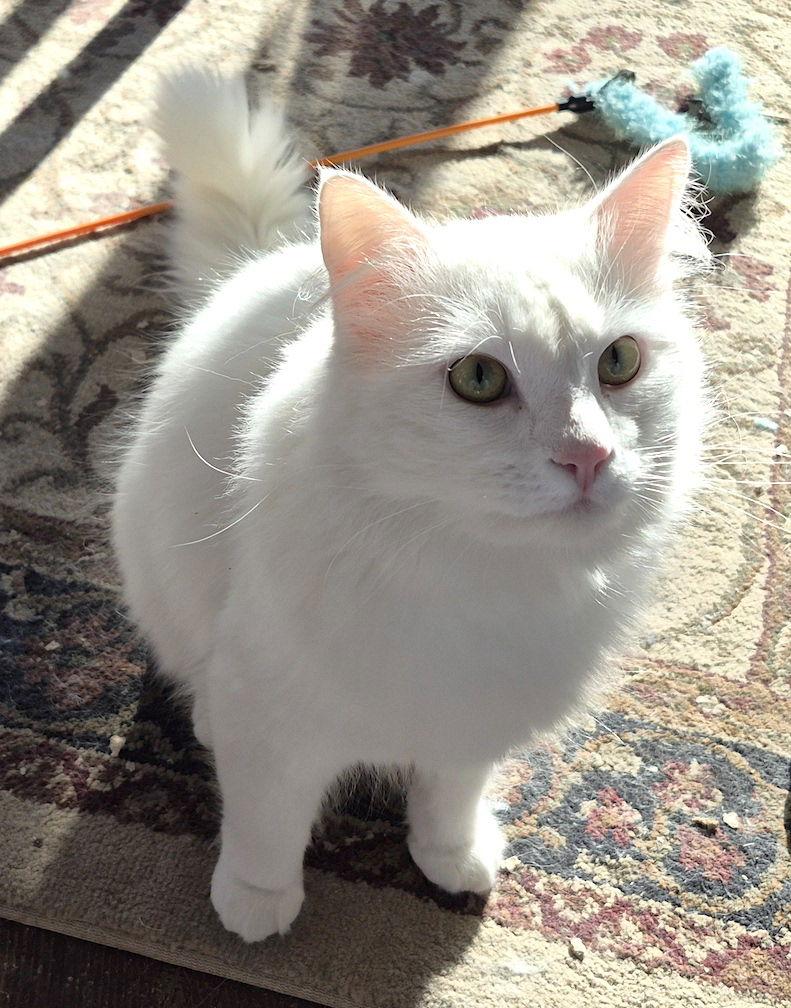 Sparky, a Adopted Domestic Medium Hair in Albemarle, NC image 2/3