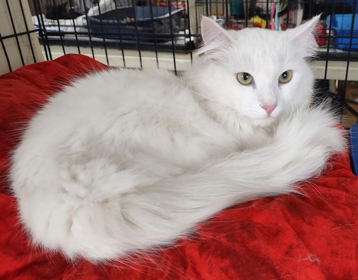 Sparky, a Adopted Domestic Medium Hair in Albemarle, NC image 3/3