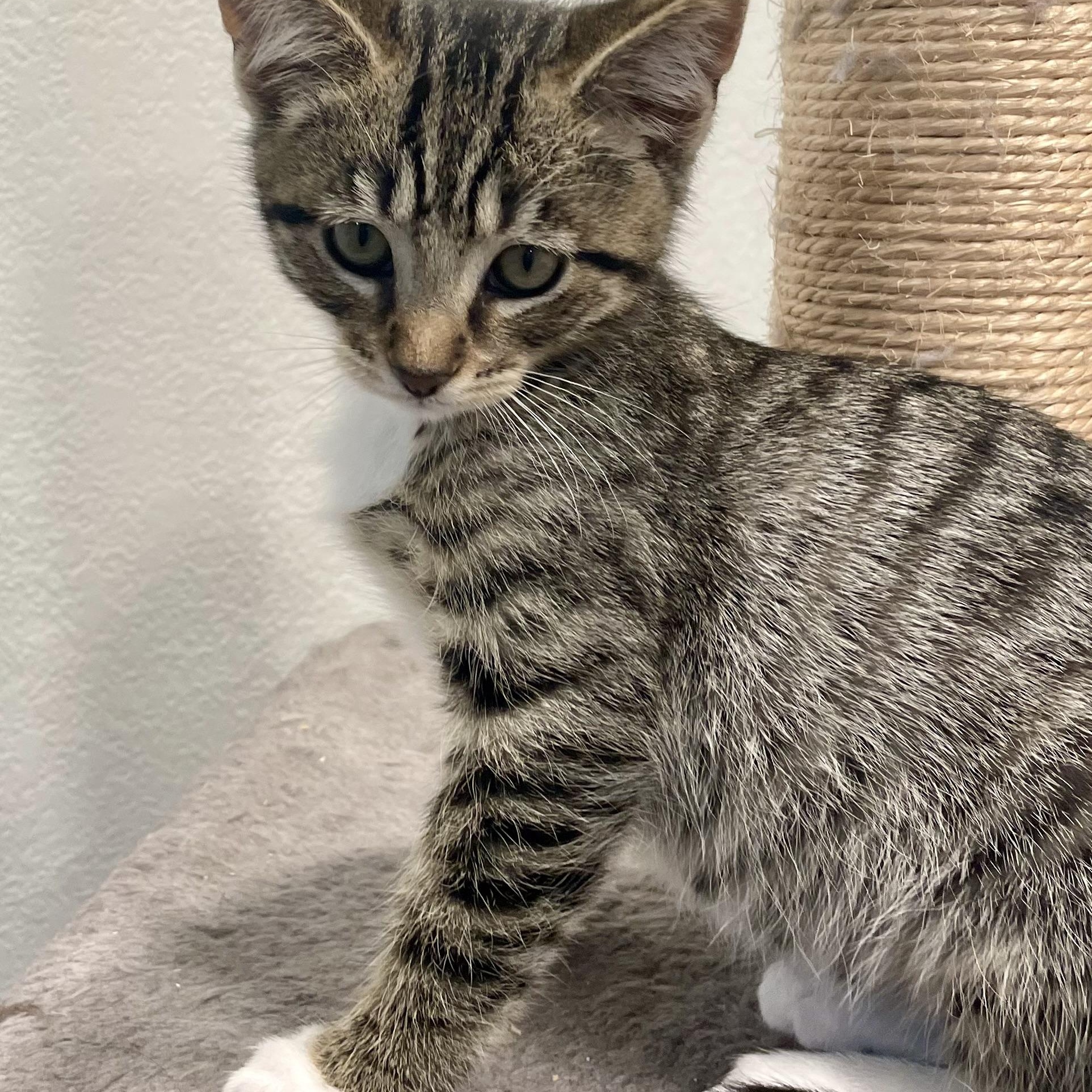Finch, an adoptable Domestic Short Hair in Eureka, CA, 95503 | Photo Image 2