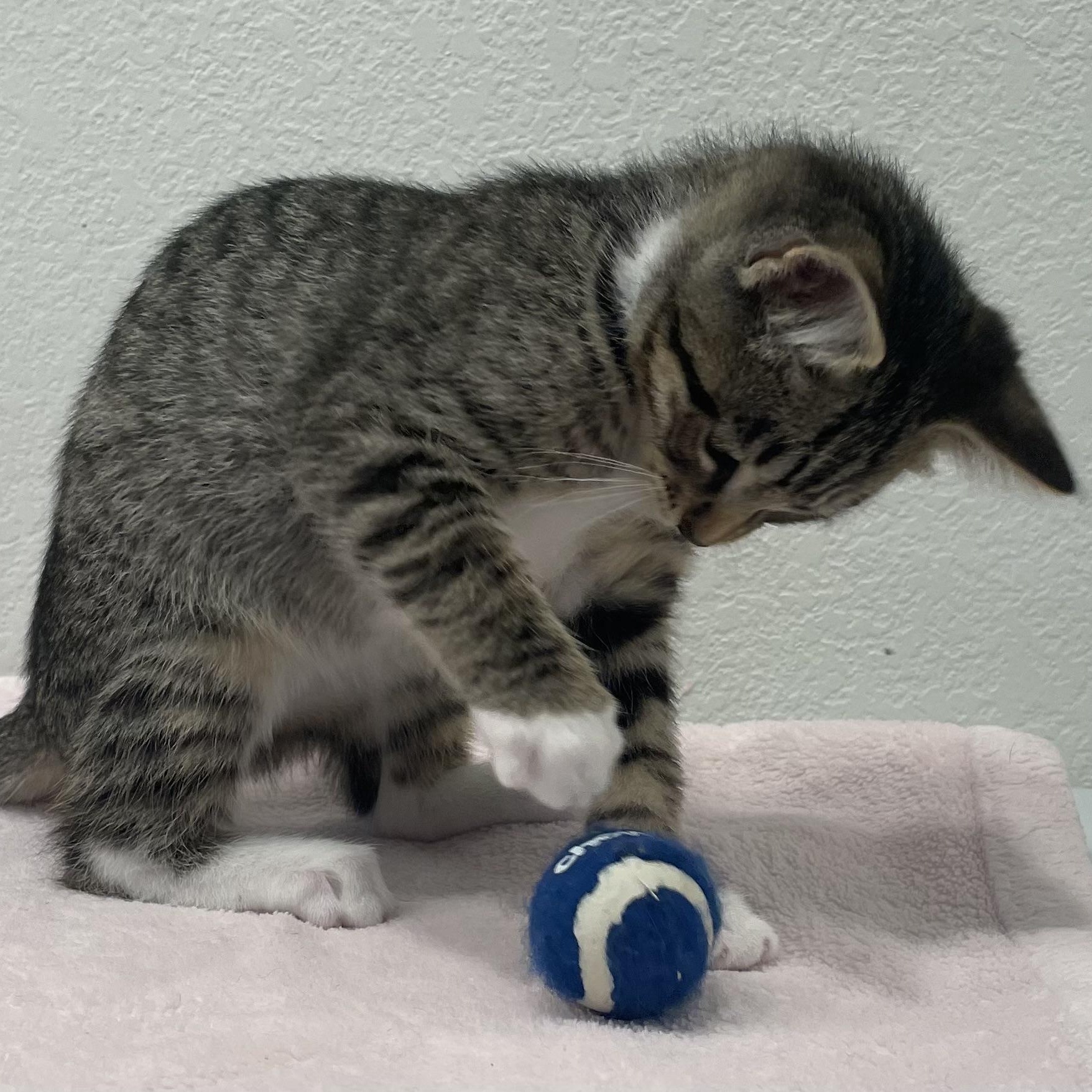 Finch, an adoptable Domestic Short Hair in Eureka, CA, 95503 | Photo Image 3