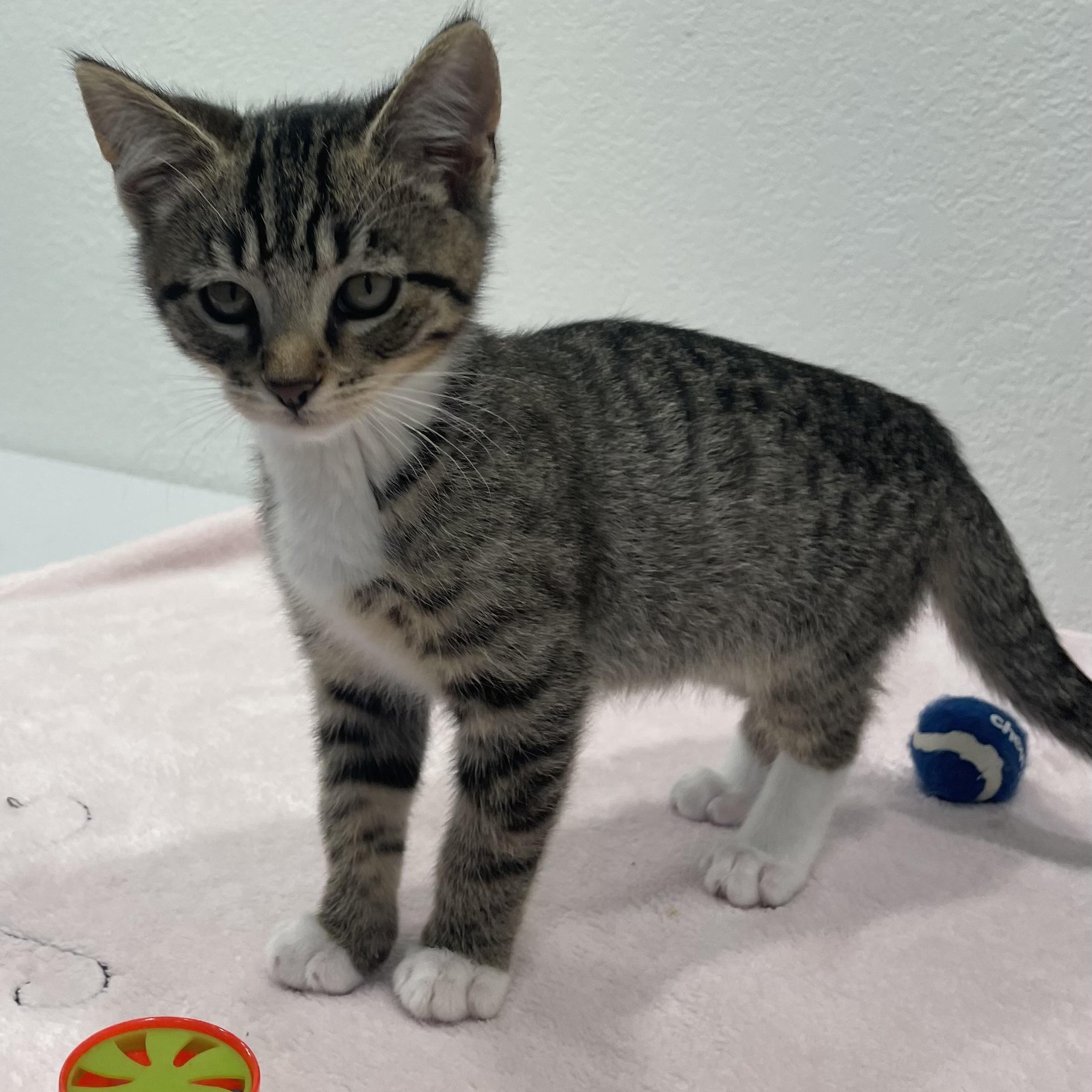 Finch, an adoptable Domestic Short Hair in Eureka, CA, 95503 | Photo Image 4