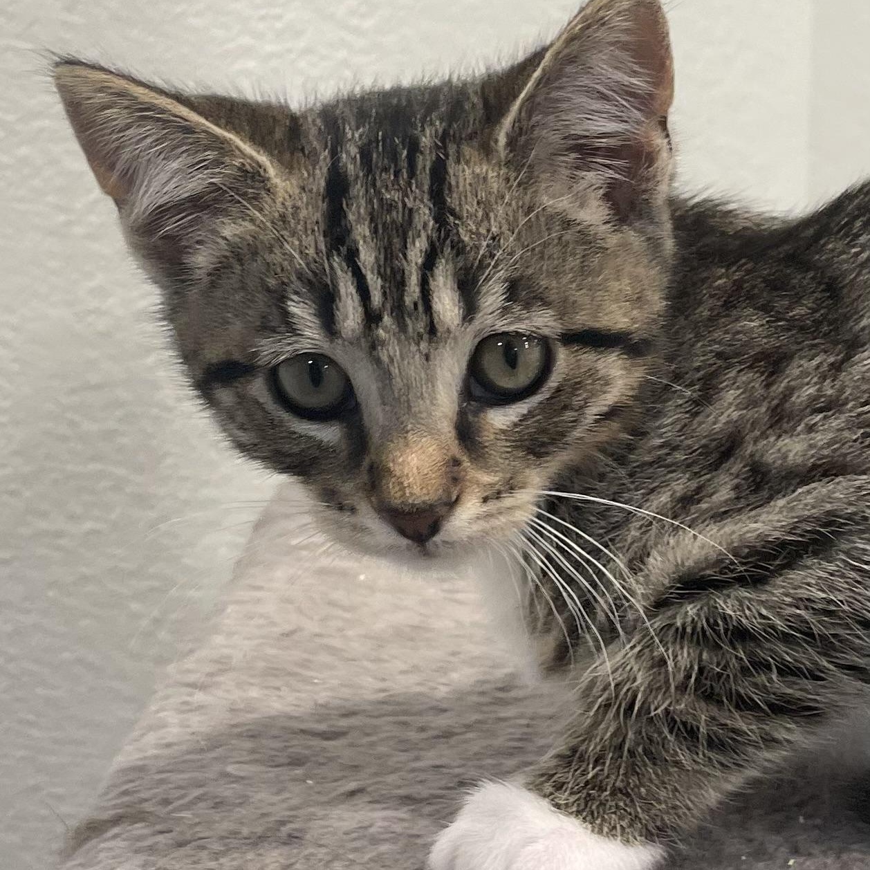 Finch, an adoptable Domestic Short Hair in Eureka, CA, 95503 | Photo Image 1