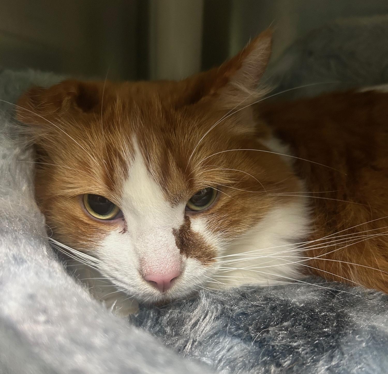 Enlarge Simba, a ADOPTABLE Domestic Medium Hair in Homer, AK image 1/1