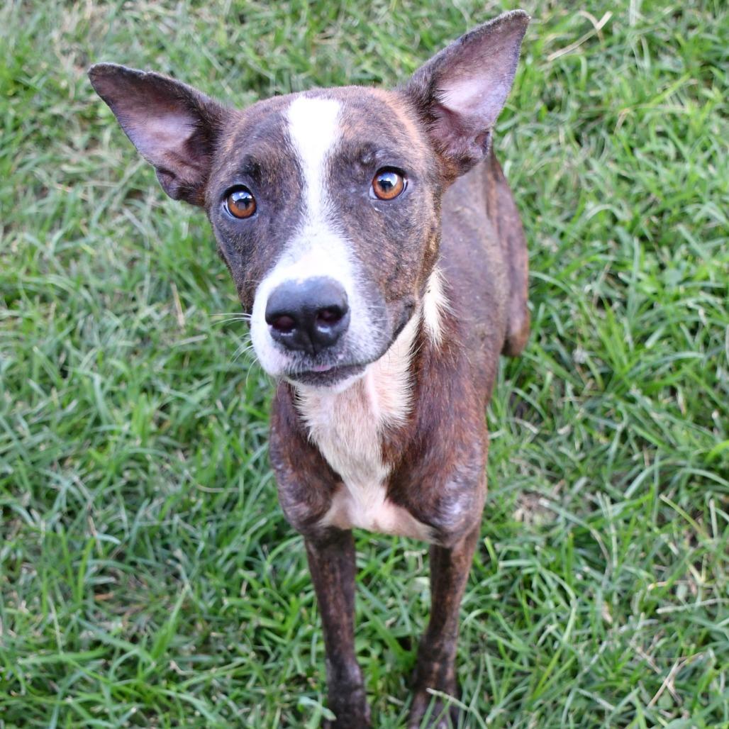Jordi, Adoptable, Young Female Black Mouth Cur.