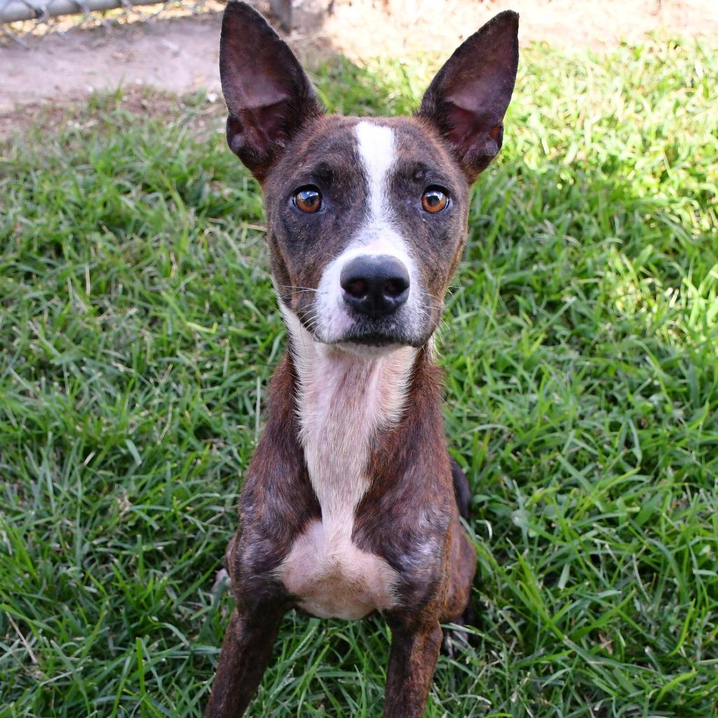 Enlarge Jordi, a Adoptable Black Mouth Cur in Beaumont, TX image 2/5