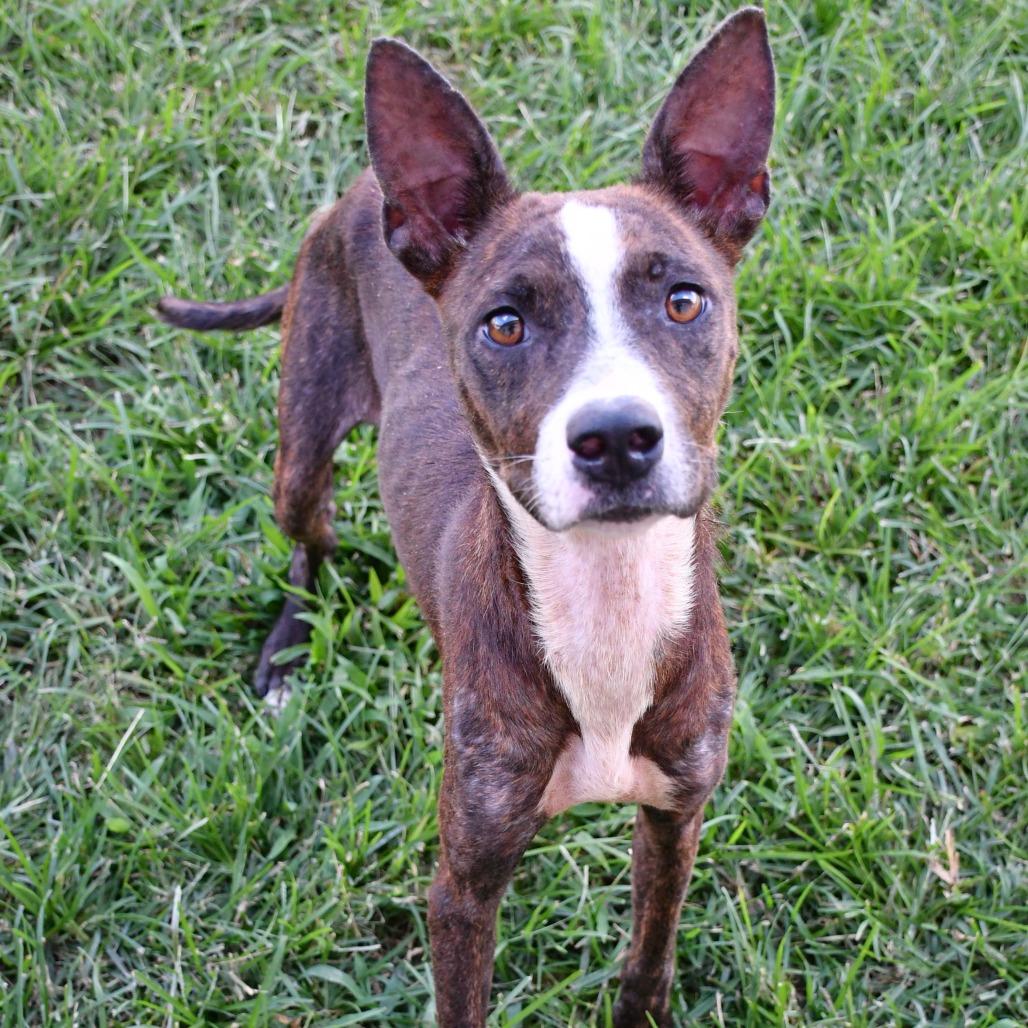 Enlarge Jordi, a Adoptable Black Mouth Cur in Beaumont, TX image 3/5