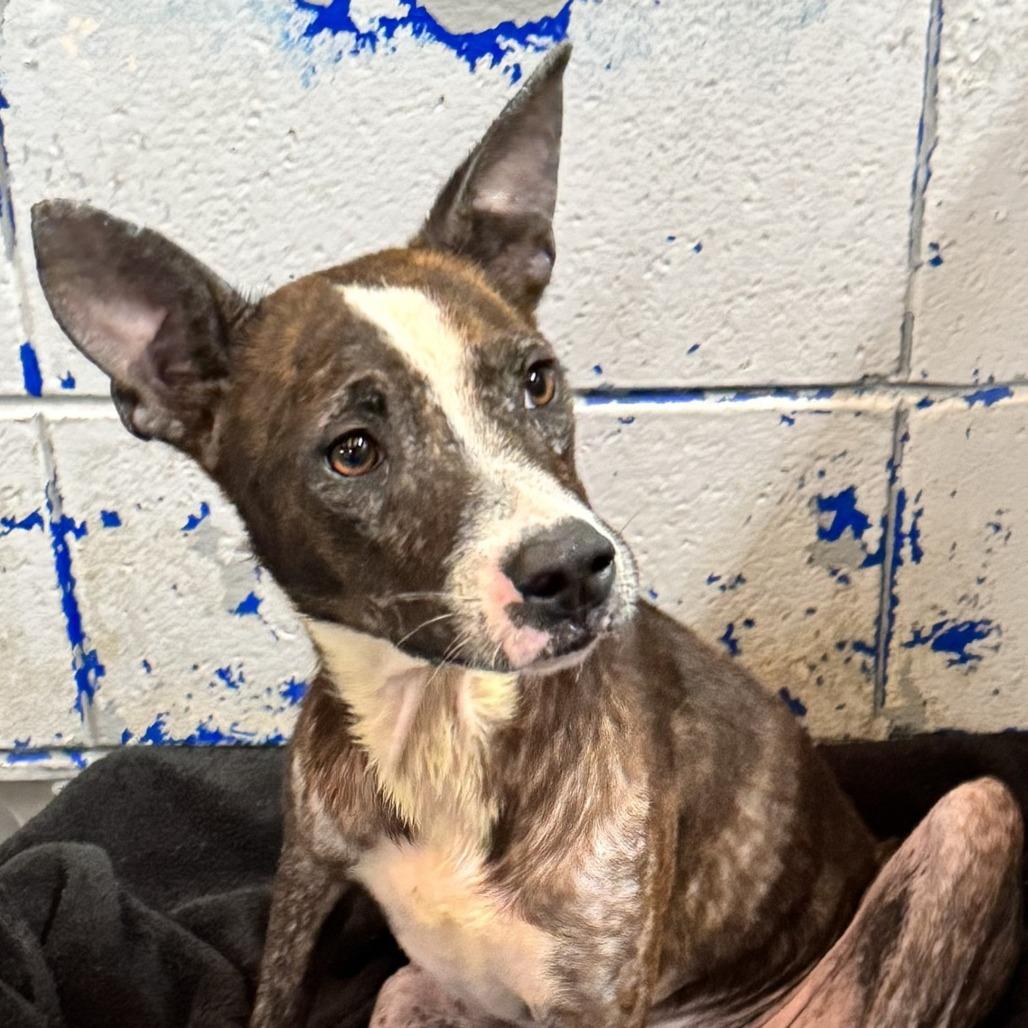 Enlarge Jordi, a Adoptable Black Mouth Cur in Beaumont, TX image 4/5