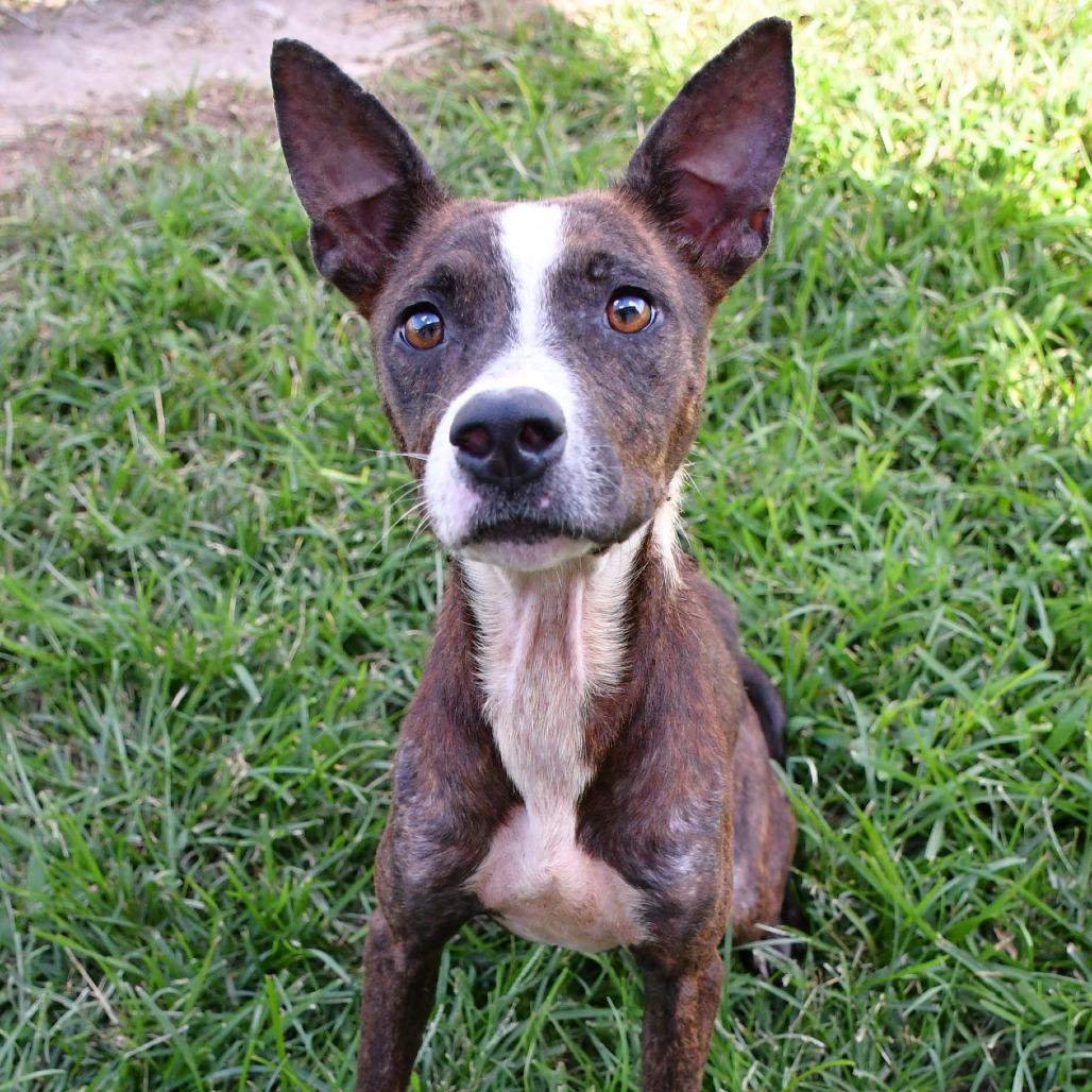 Enlarge Jordi, a Adoptable Black Mouth Cur in Beaumont, TX image 5/5