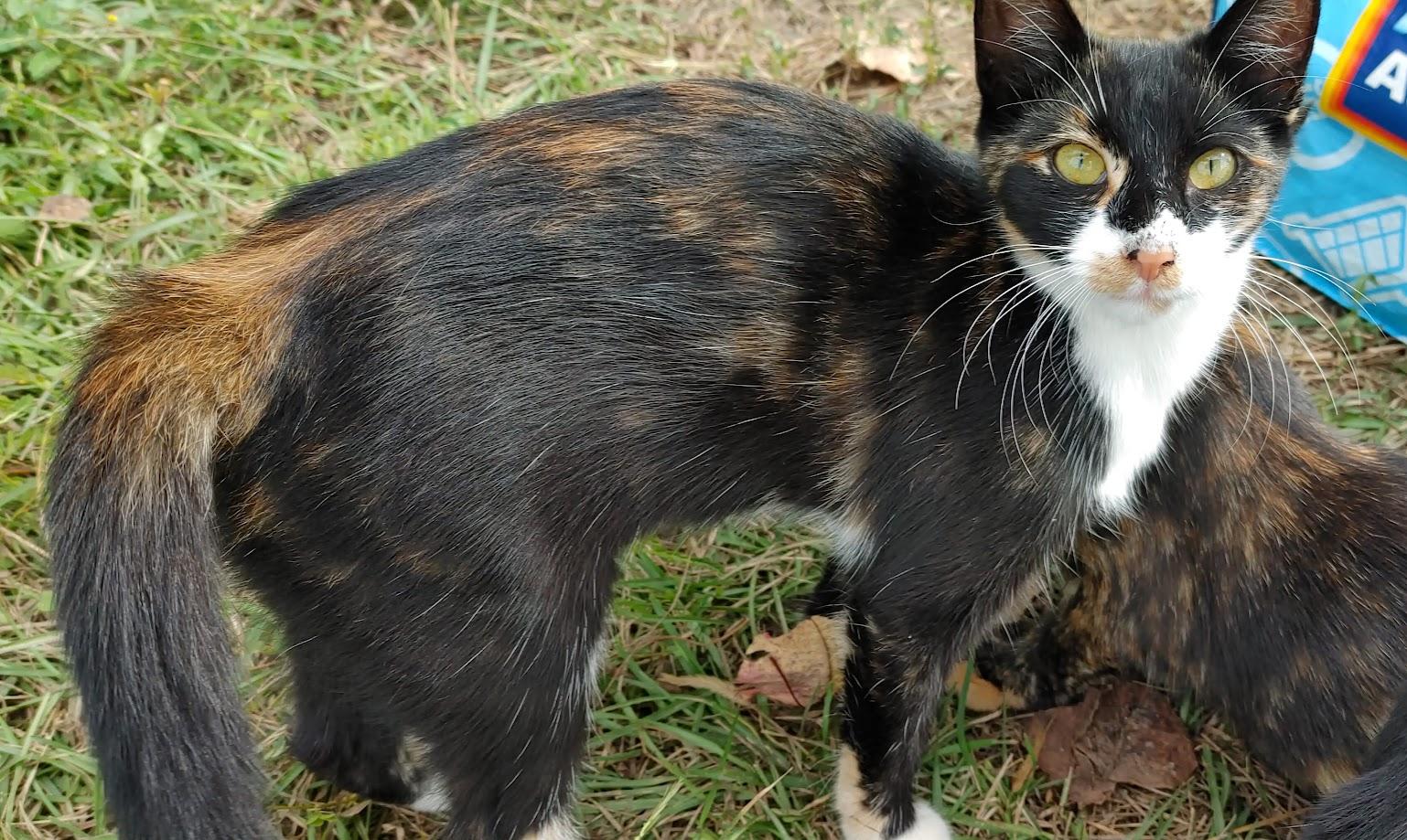 Enlarge ~ Courtesy ~ Callie, a Adoptable Domestic Short Hair in Mobile, AL image 2/2