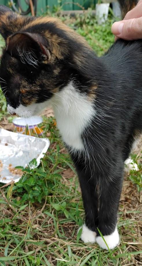 Enlarge ~ Courtesy ~ Callie, a Adoptable Domestic Short Hair in Mobile, AL image 1/2