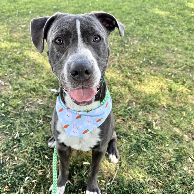 NAPA, Adoptable, Young Male Pit Bull Terrier.