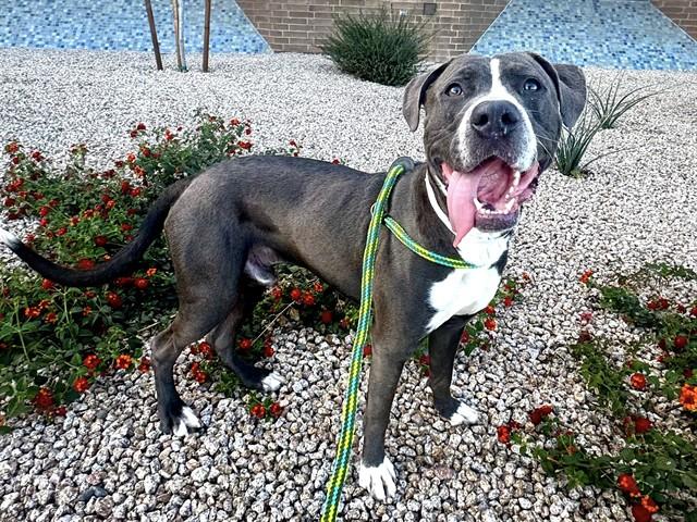 NAPA, Adoptable, Young Male Pit Bull Terrier.