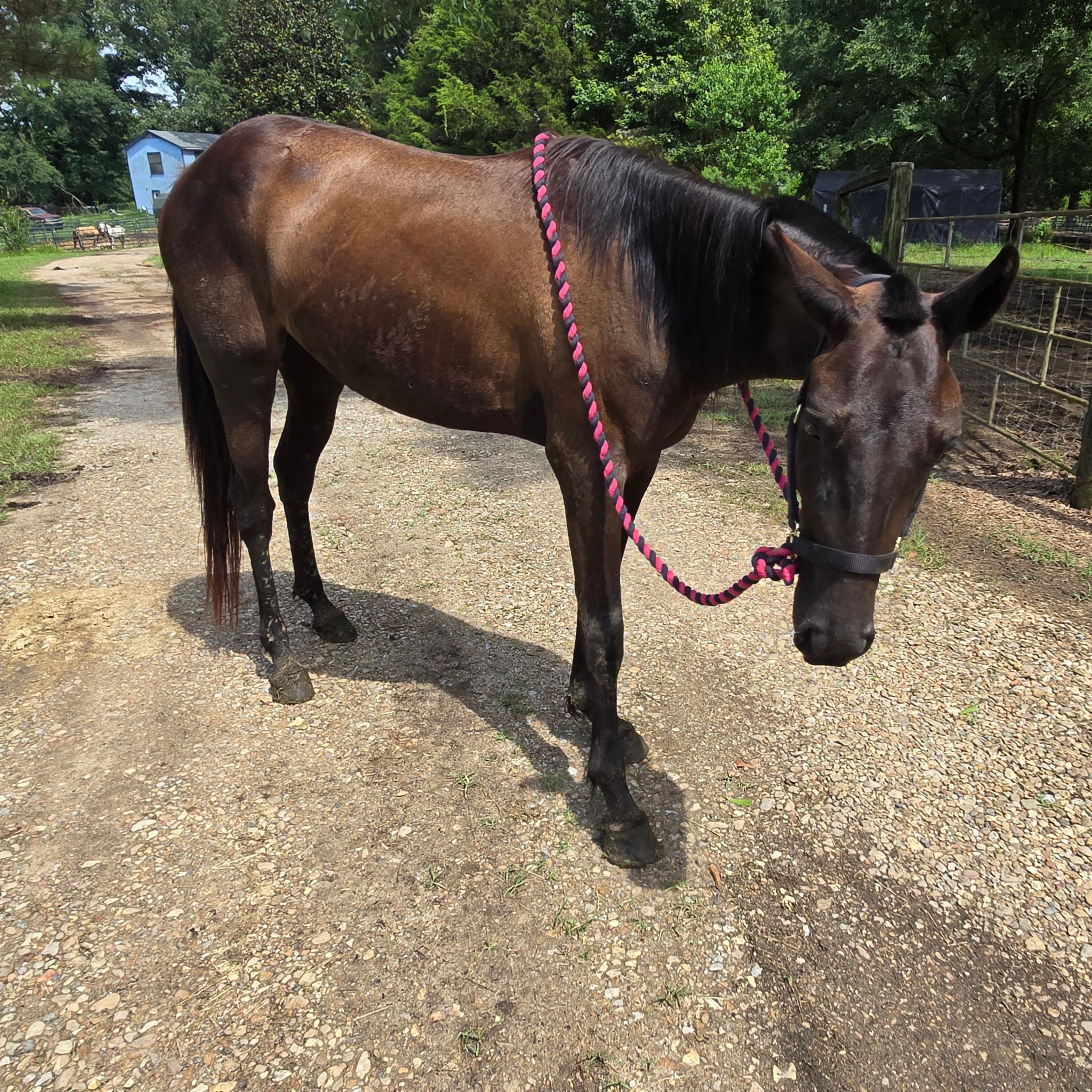 Jane, Adoptable, Young Female Quarterhorse.