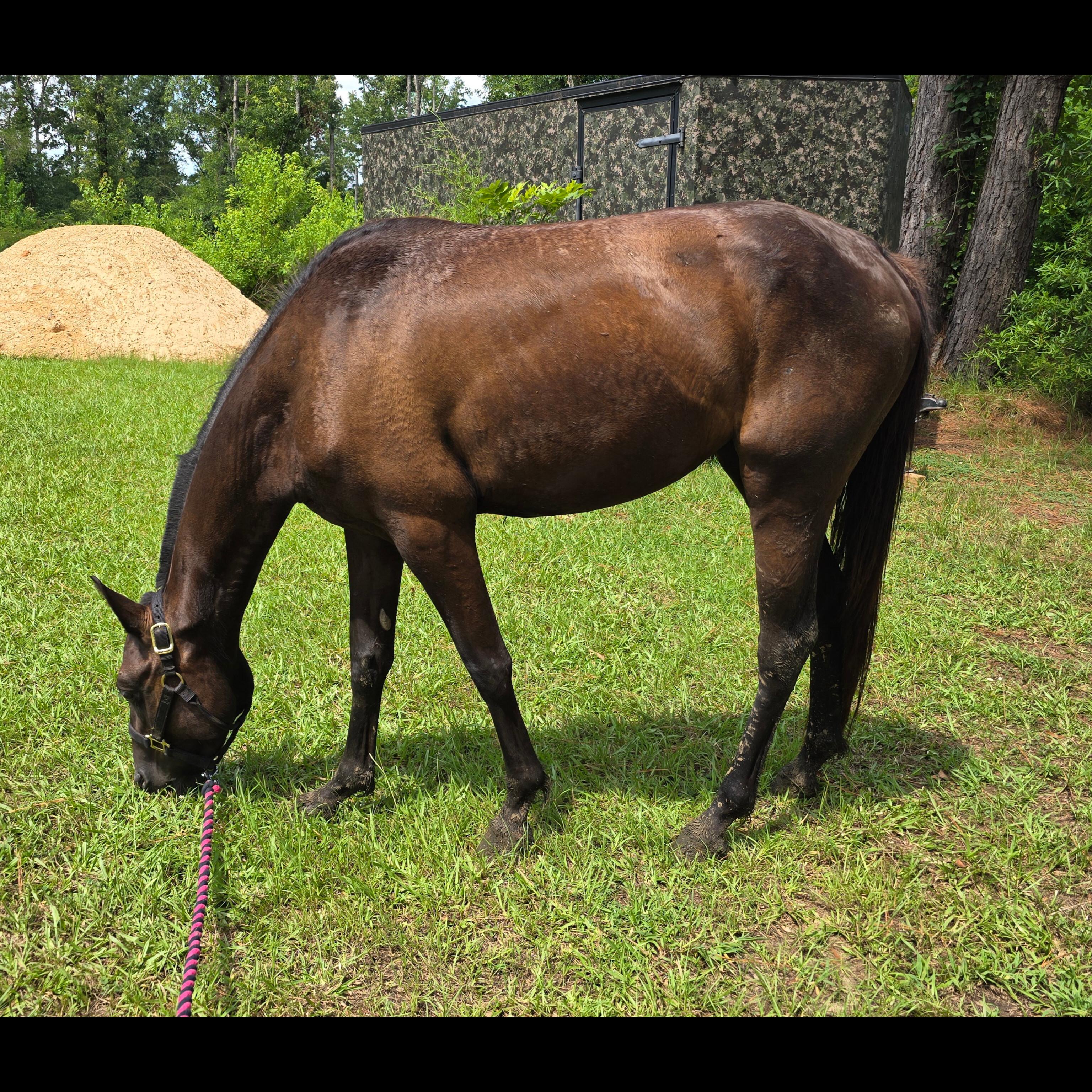Enlarge Jane, a Adoptable Quarterhorse in Vicksburg, MS image 2/4