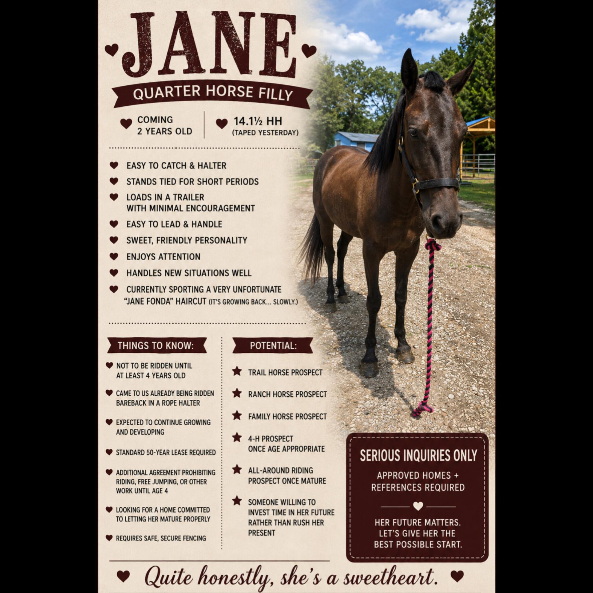 Enlarge Jane, a Adoptable Quarterhorse in Vicksburg, MS image 4/4