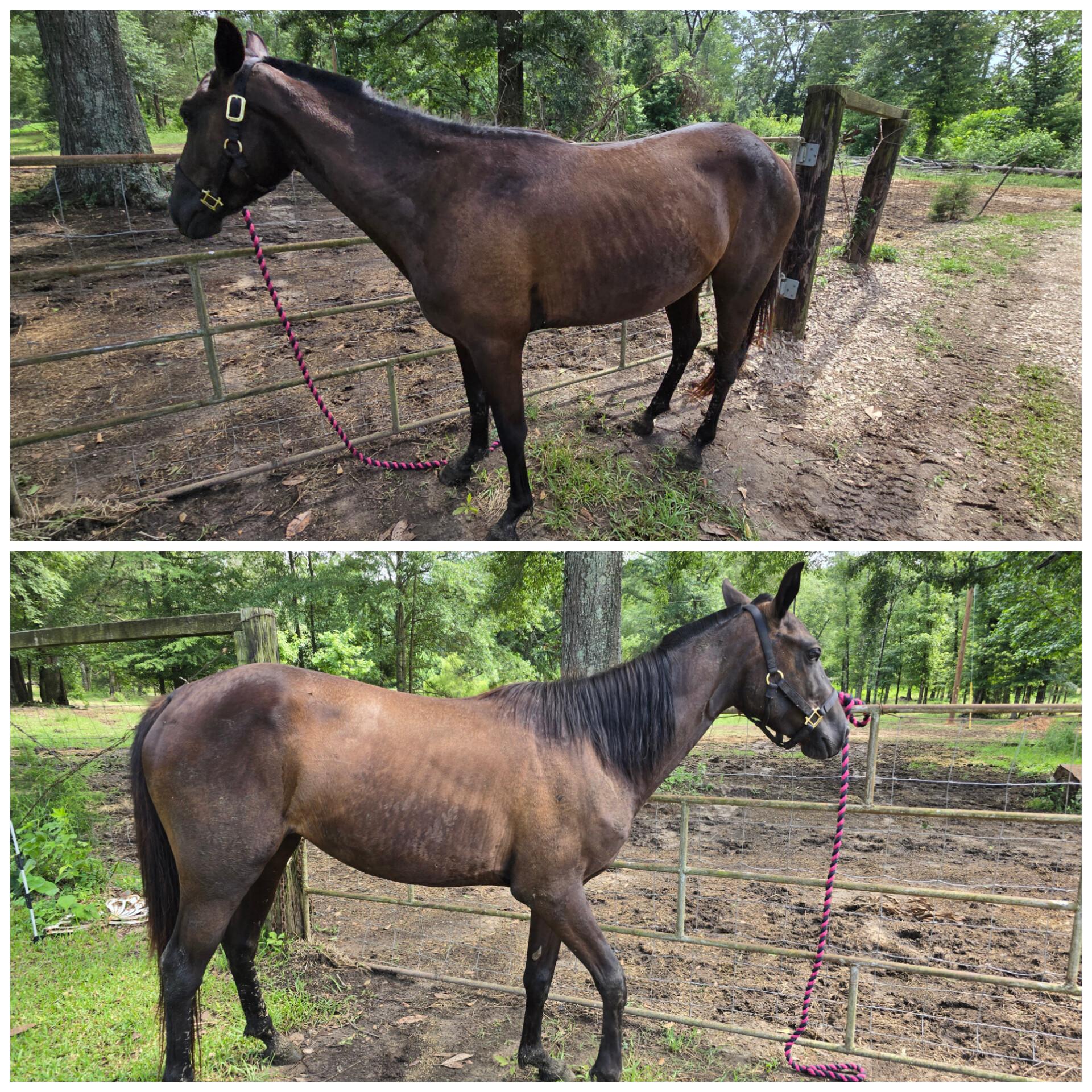 Enlarge Jane, a Adoptable Quarterhorse in Vicksburg, MS image 3/4