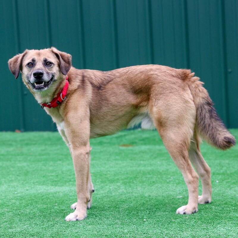 Enlarge Monroe, a Adoptable mixed breed in Roanoke, VA image 2/4