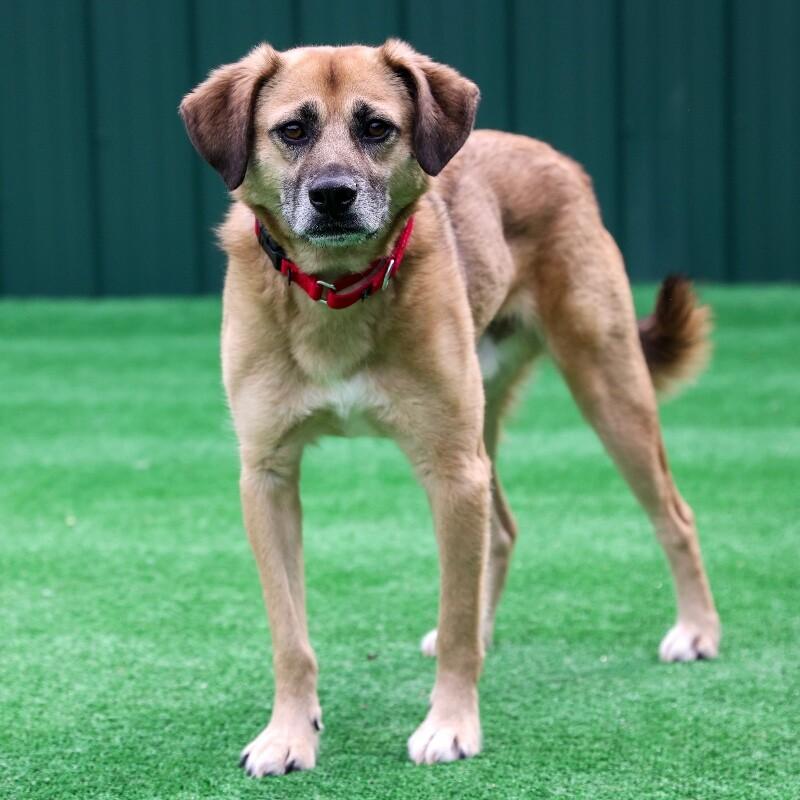 Enlarge Monroe, a Adoptable mixed breed in Roanoke, VA image 3/4