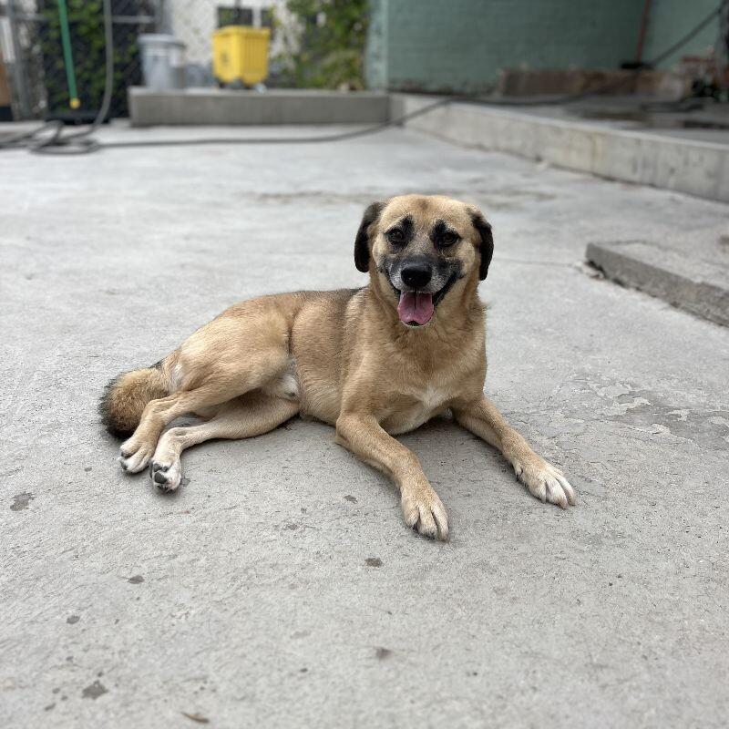 Enlarge Monroe, a Adoptable mixed breed in Roanoke, VA image 2/2