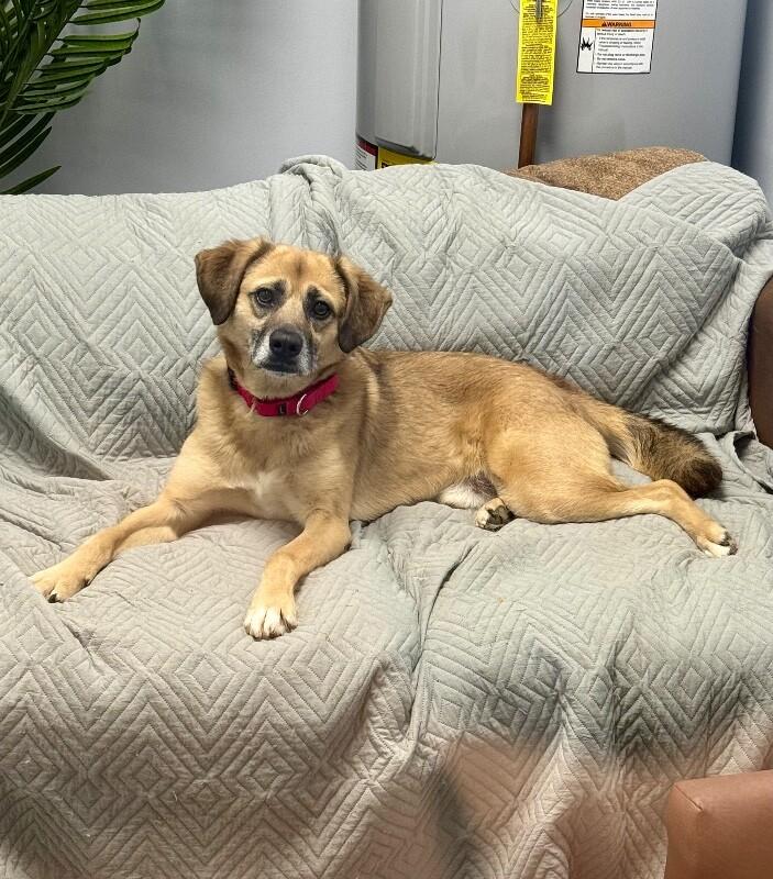 Enlarge Monroe, a Adoptable mixed breed in Roanoke, VA image 4/4