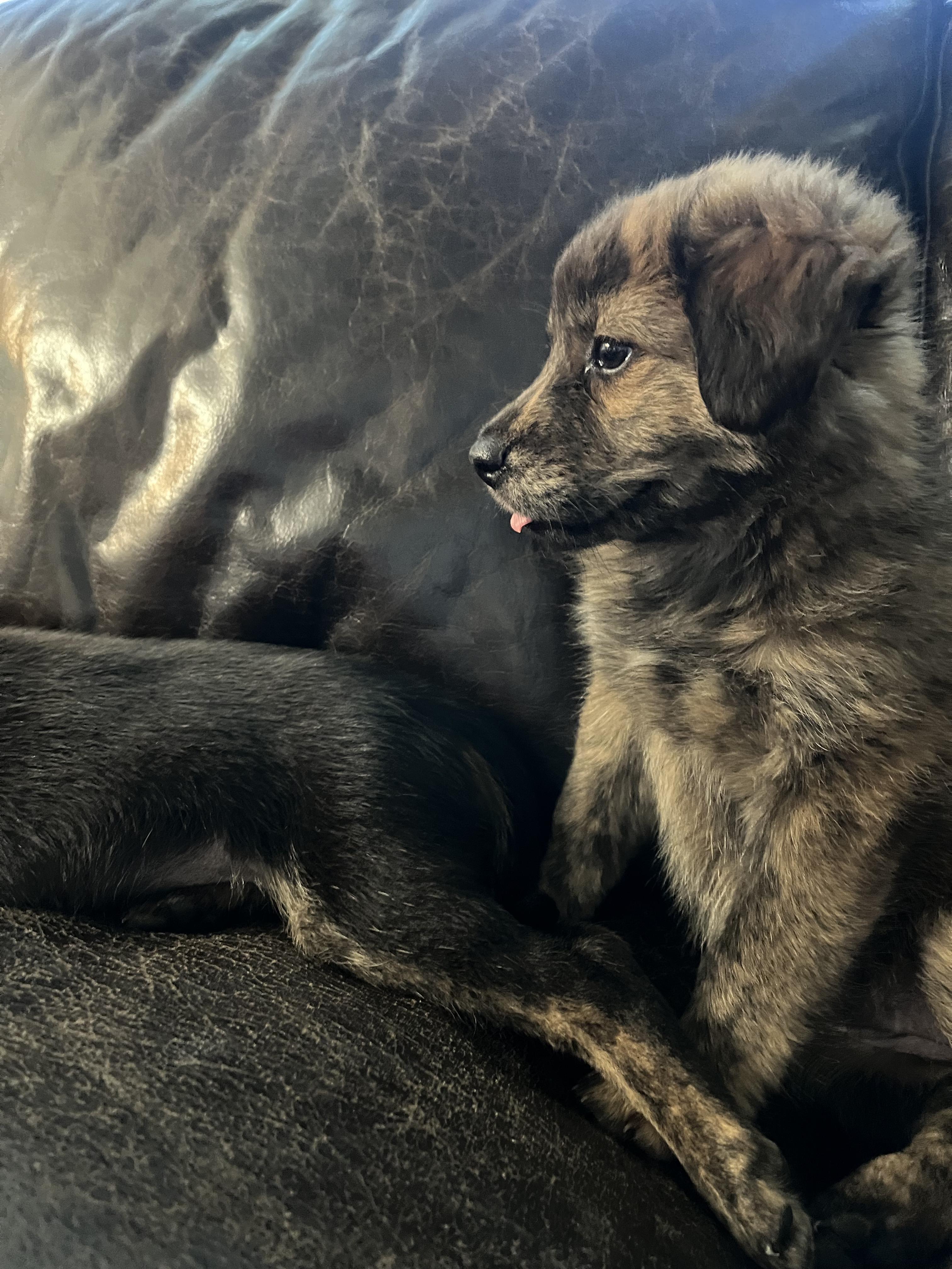 Enlarge Cadence, an adopted mixed breed in Minneapolis, MN image 4/4