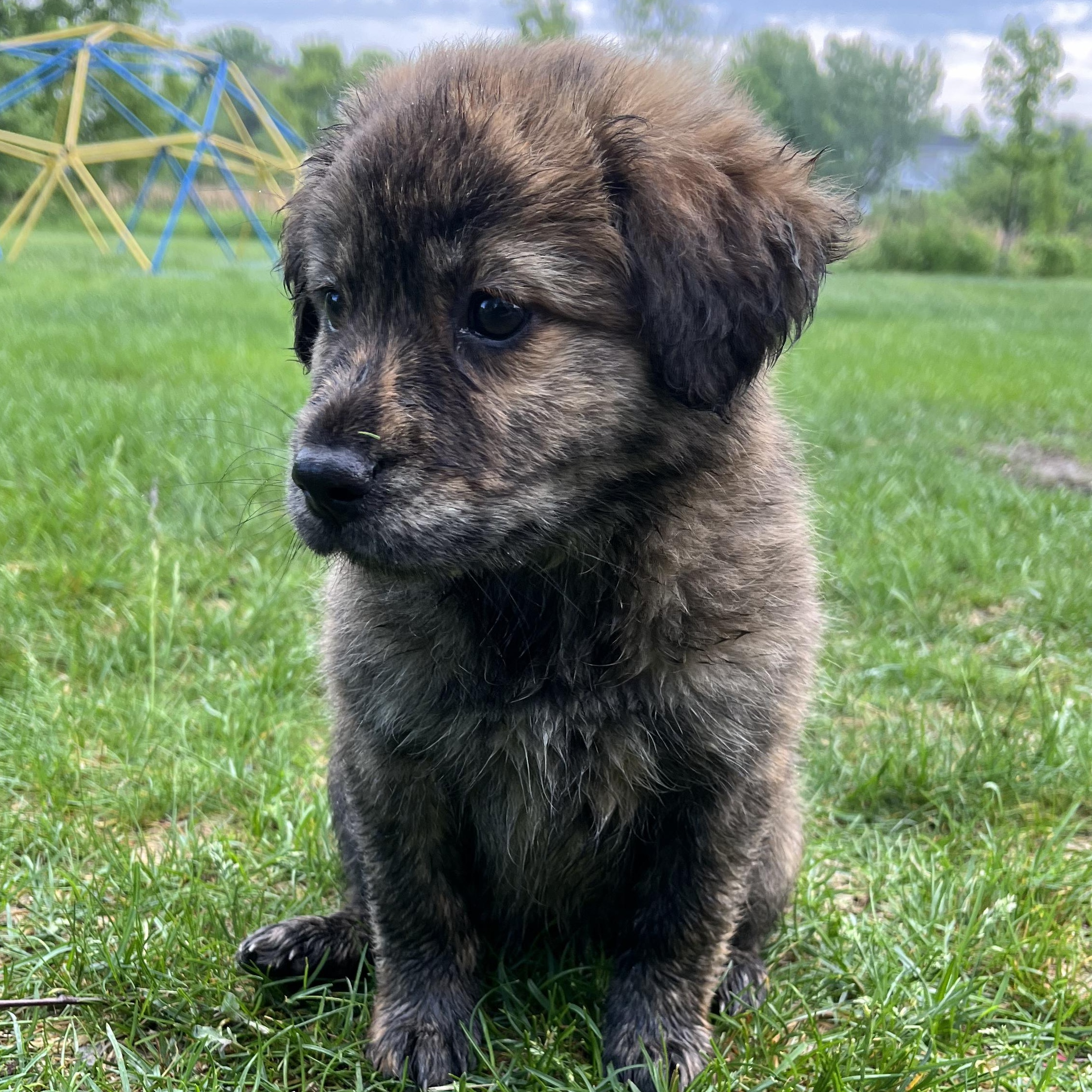 Enlarge Cadence, an adopted mixed breed in Minneapolis, MN image 2/4