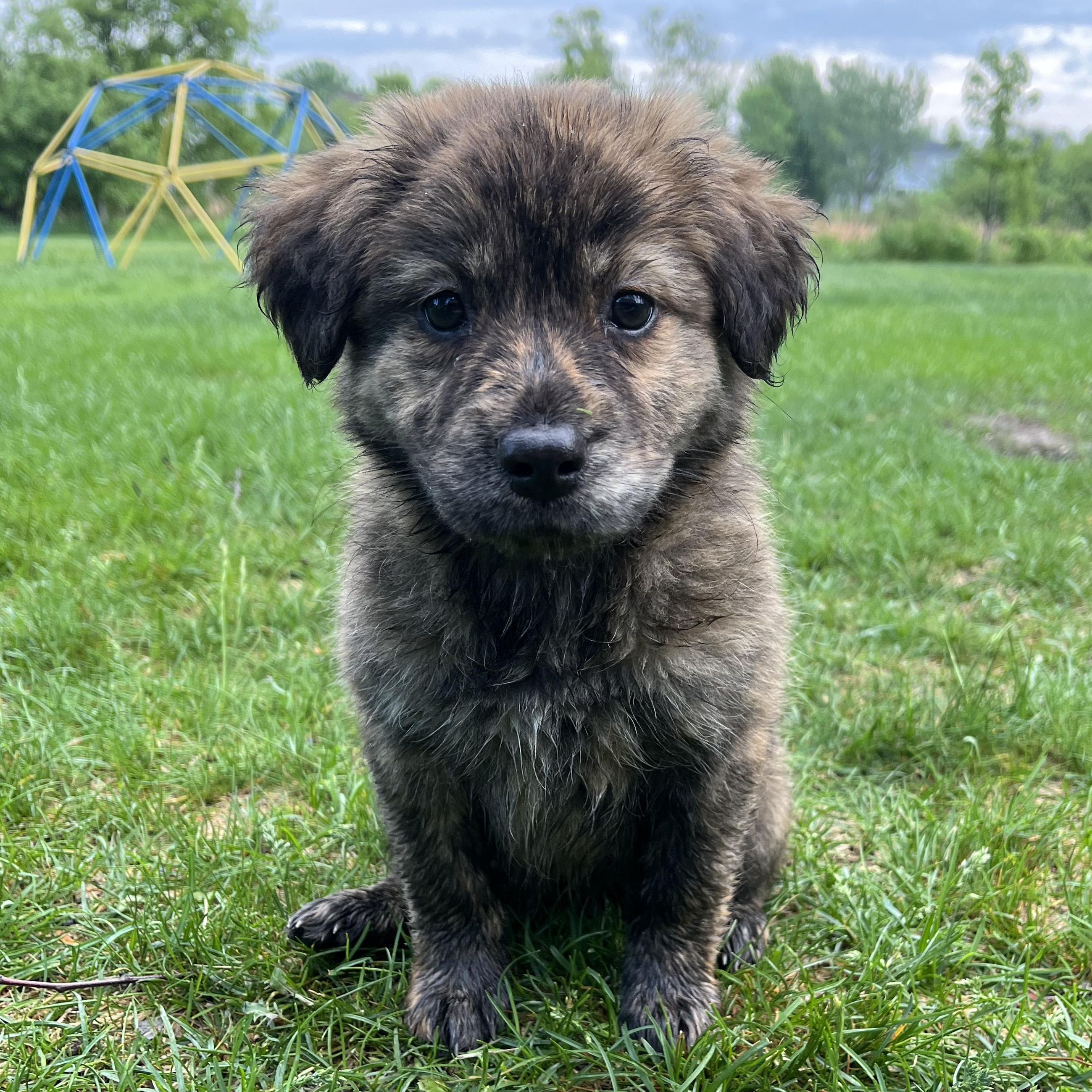 Cadence, adopted, Puppy Female Retriever & Australian Shepherd.