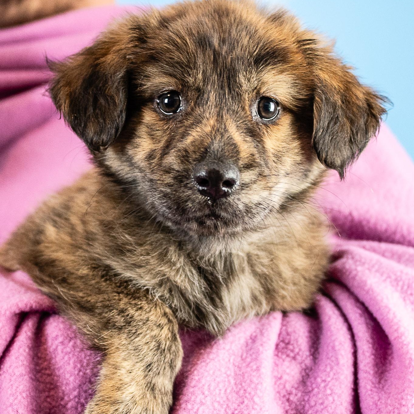 Enlarge Cadence, an adopted mixed breed in Minneapolis, MN image 3/4