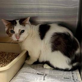 Enlarge Charlie Brown, a Adoptable Domestic Short Hair in Shinnston, WV image 1/2