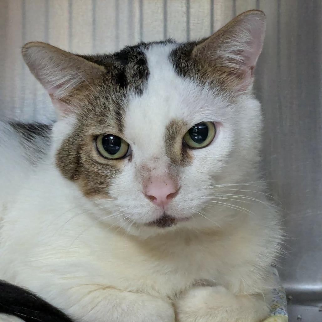 Enlarge Charlie Brown, a Adoptable Domestic Short Hair in Shinnston, WV image 2/2