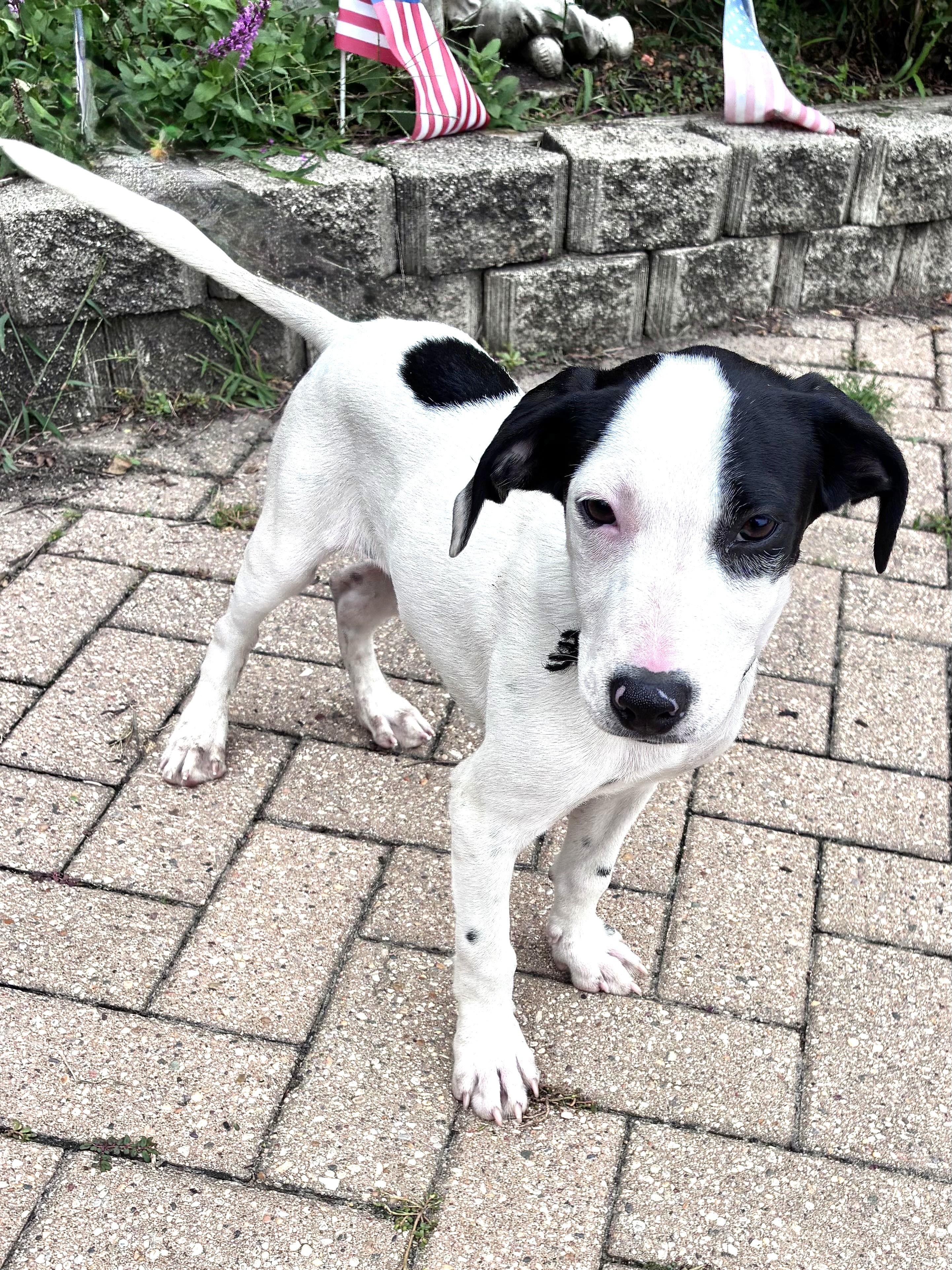 Enlarge Muddy, a Adoptable mixed breed in West Chicago, IL image 3/3