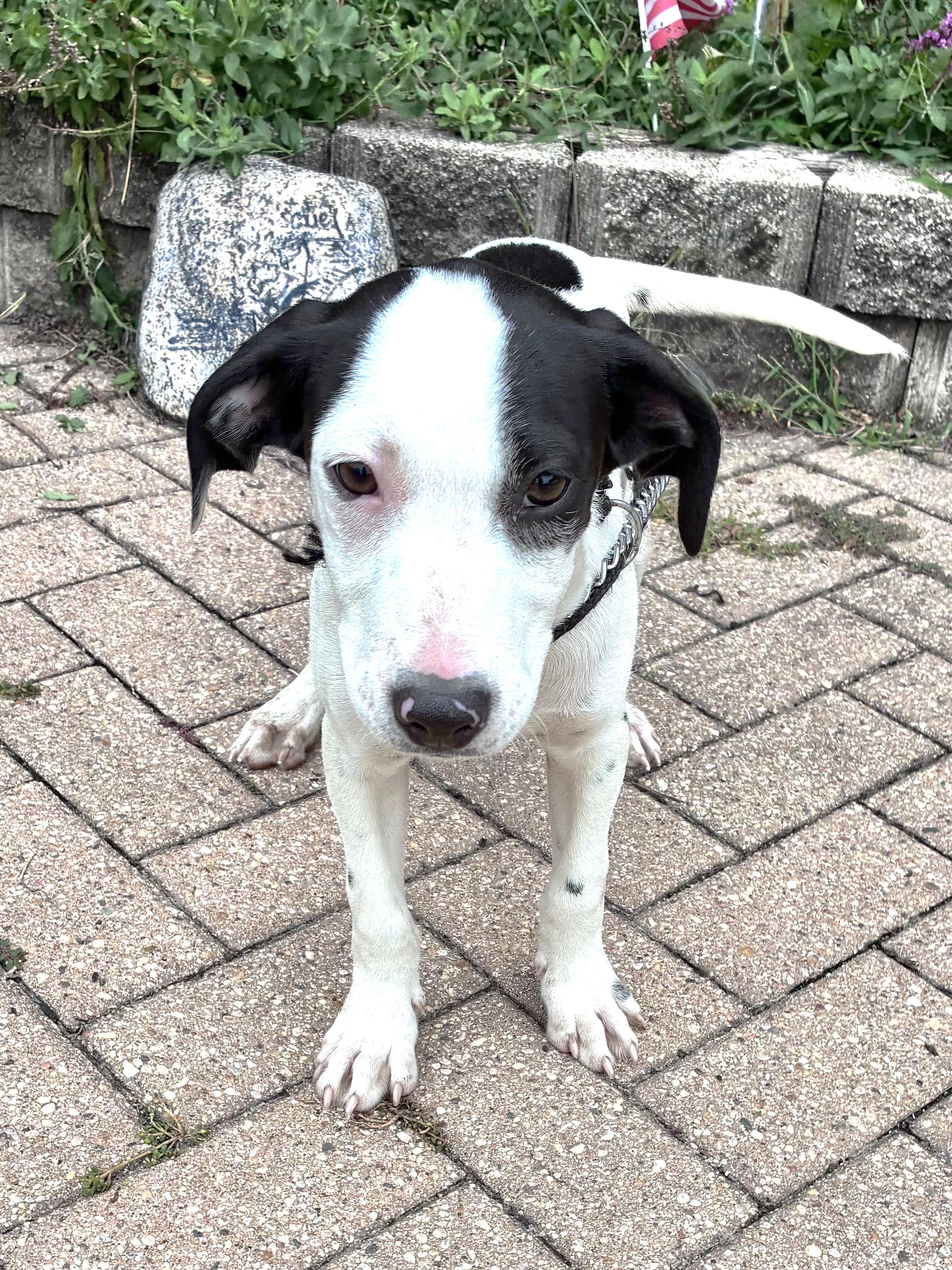 Enlarge Muddy, a Adoptable mixed breed in West Chicago, IL image 2/3
