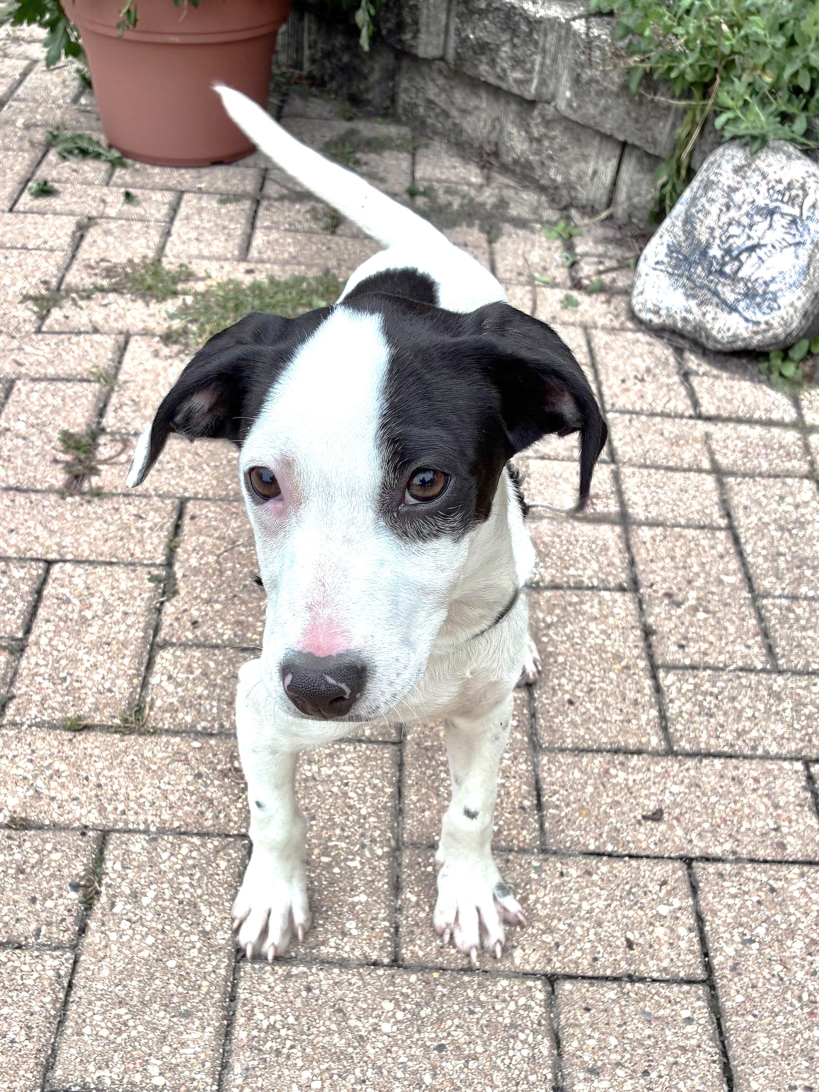 Muddy, Adoptable, Puppy Male Retriever.