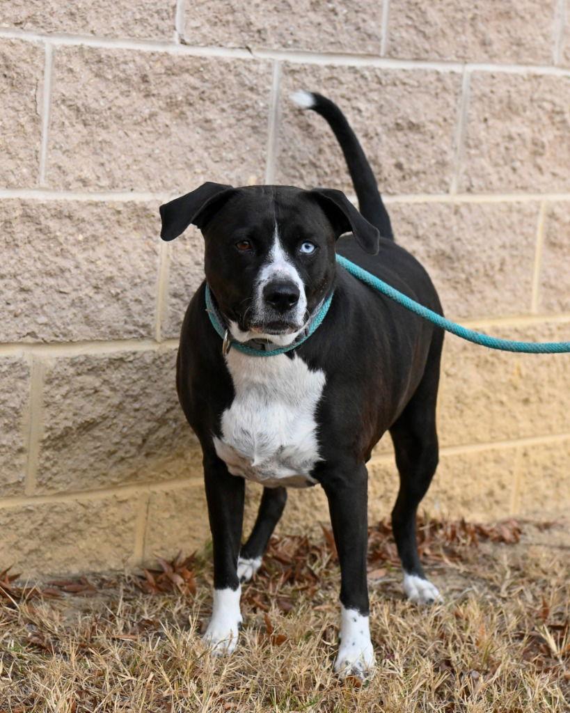 DA 4 Gingerbread, Adoptable, Adult Female Pit Bull Terrier.