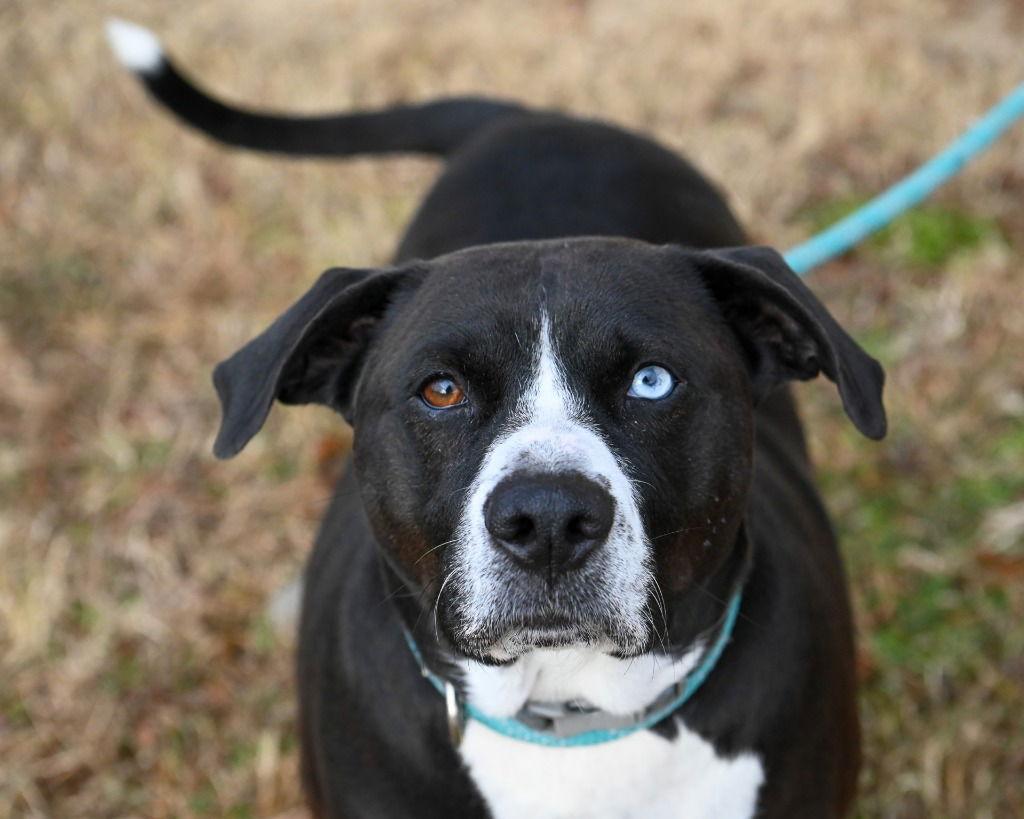 Enlarge DA 4 Gingerbread, a Adoptable Pit Bull Terrier in Glen Allen, VA image 2/3