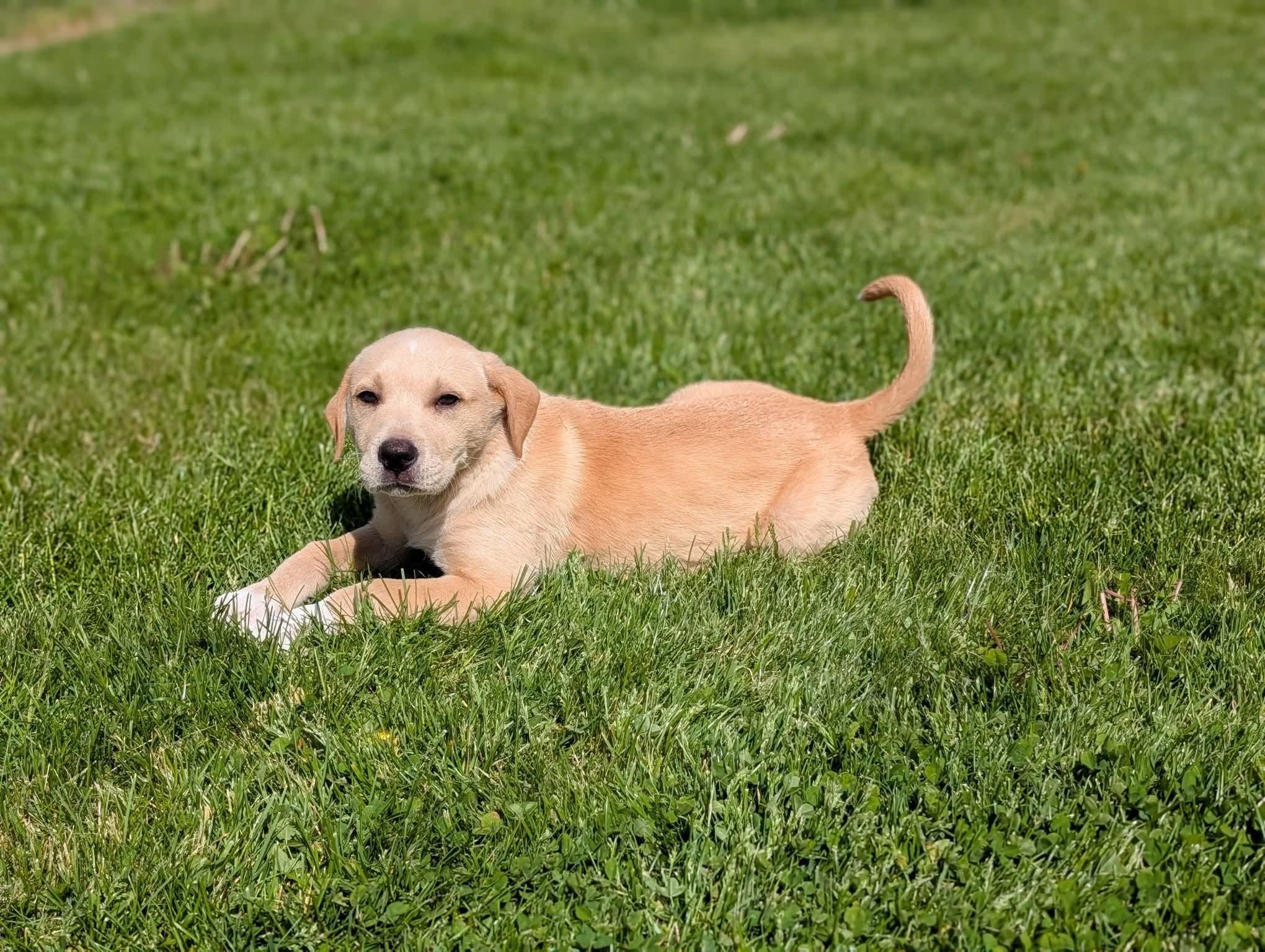 Enlarge Ricky, a ADOPTABLE mixed breed in Byron, IL image 2/2