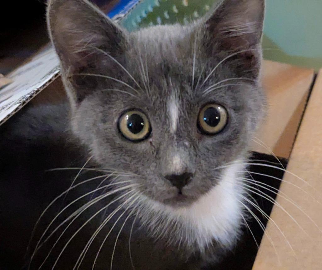 Oliver, Adopted, Kitten Male Domestic Short Hair.