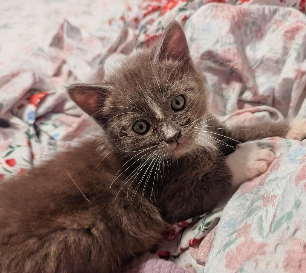 Enlarge Oliver, a Adopted mixed breed in Olathe, KS image 2/5
