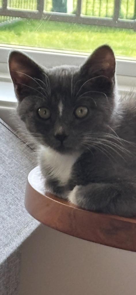Enlarge Oliver, a Adopted mixed breed in Olathe, KS image 3/5