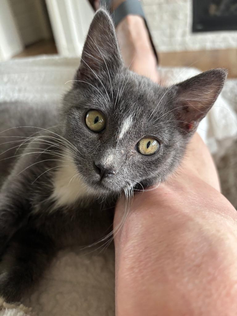 Enlarge Oliver, a Adopted mixed breed in Olathe, KS image 4/5