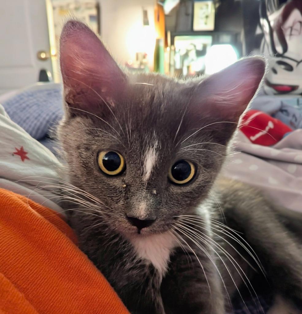 Enlarge Oliver, a Adopted mixed breed in Olathe, KS image 5/5
