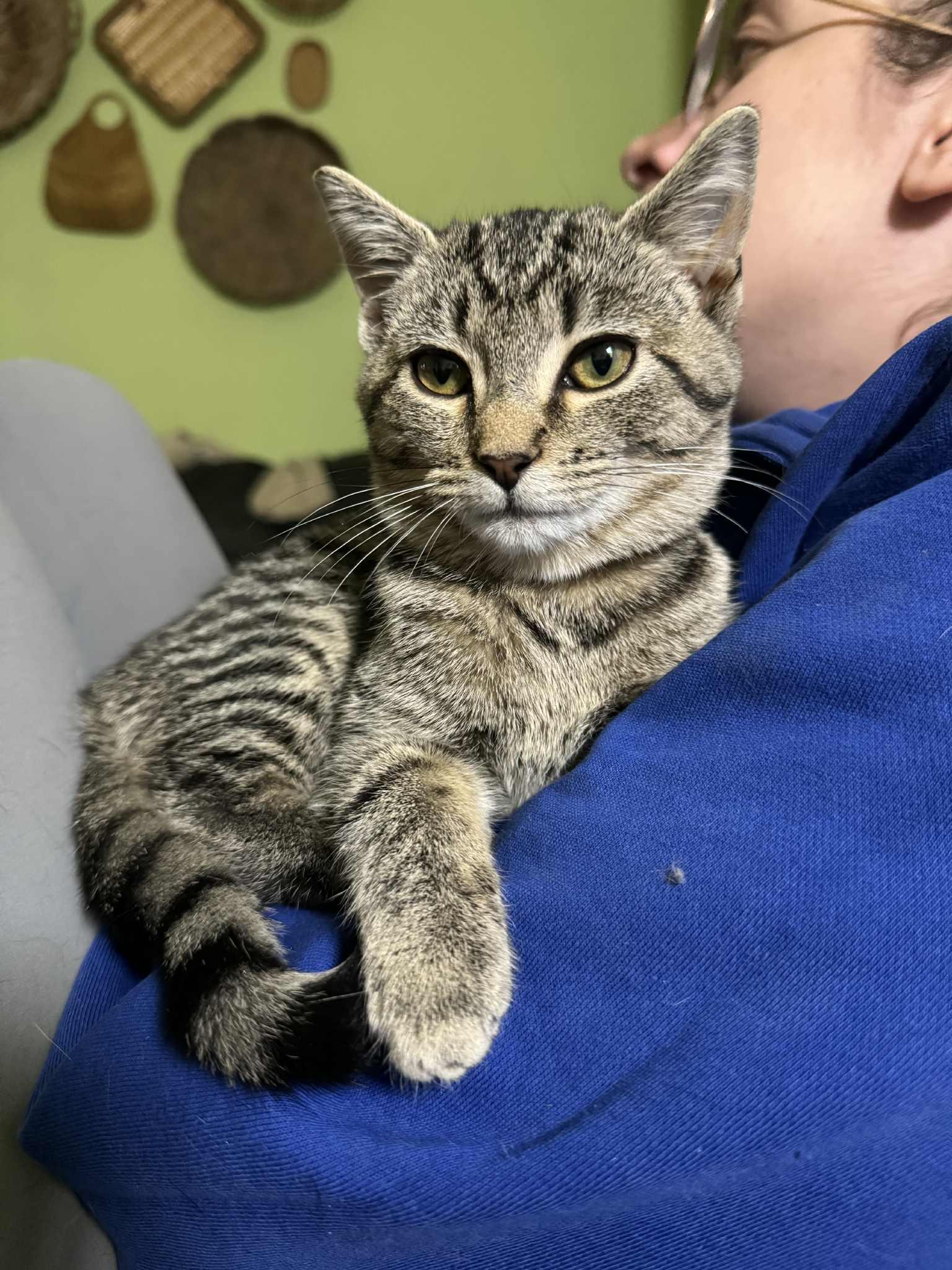 Paige, adoptable, Kitten Female Domestic Short Hair & Tabby.